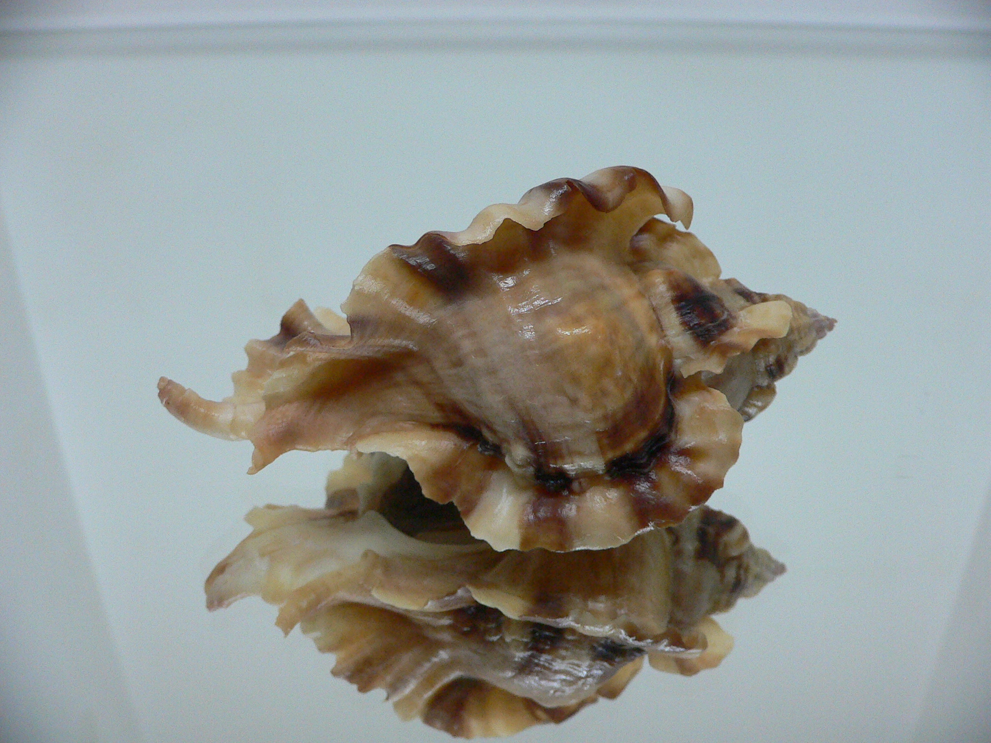 Ceratostoma burnetti coreanica (var.) BIG & WIDE