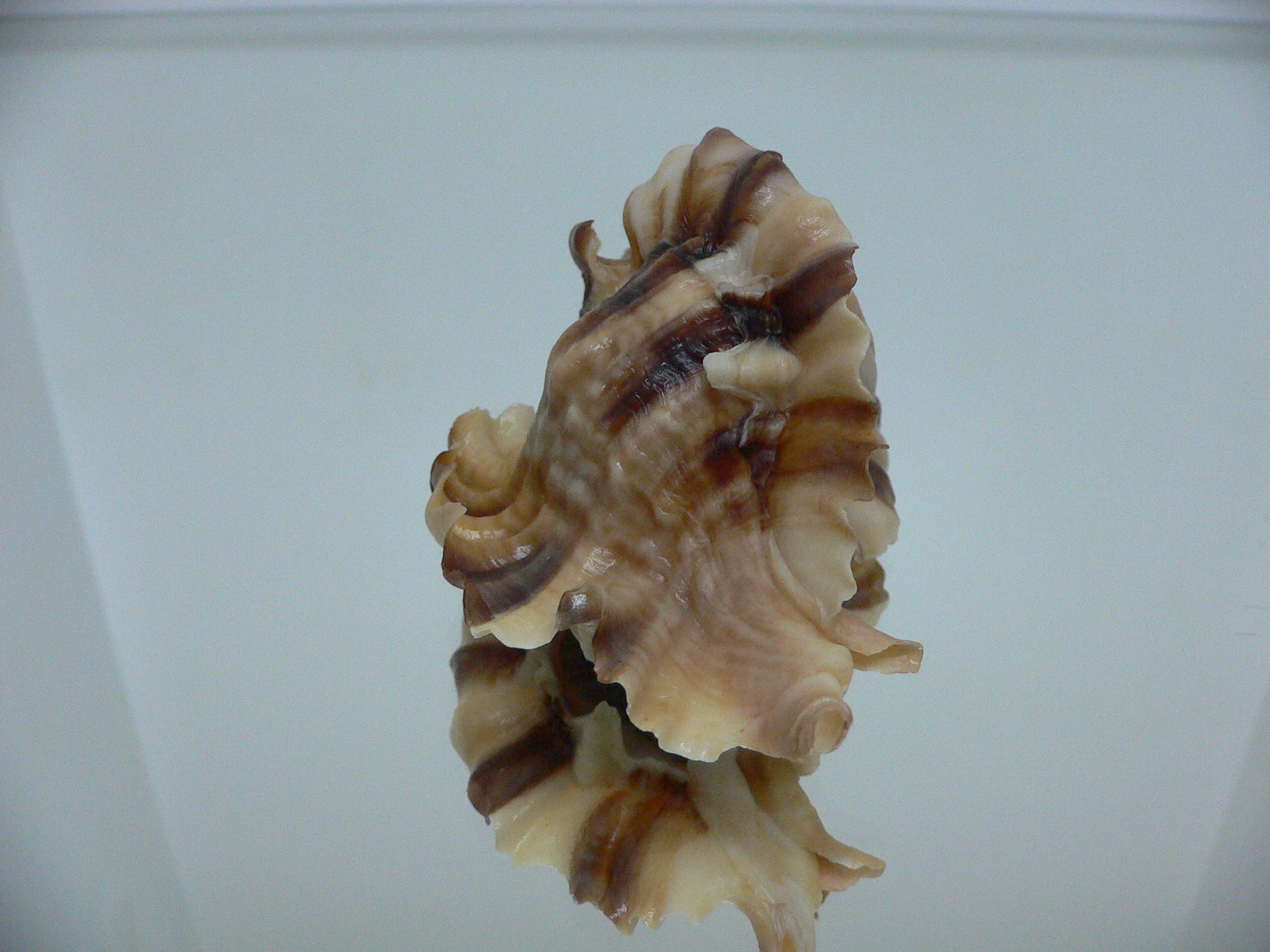 Ceratostoma burnetti coreanica (var.) BIG & WIDE