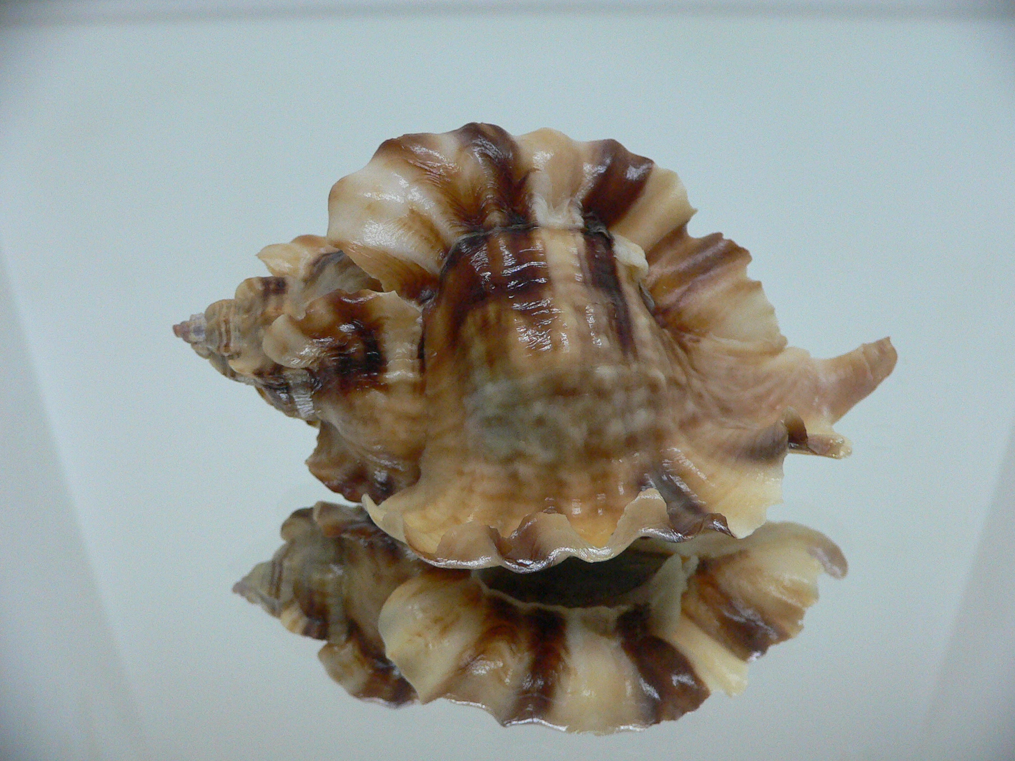 Ceratostoma burnetti coreanica (var.) BIG & WIDE