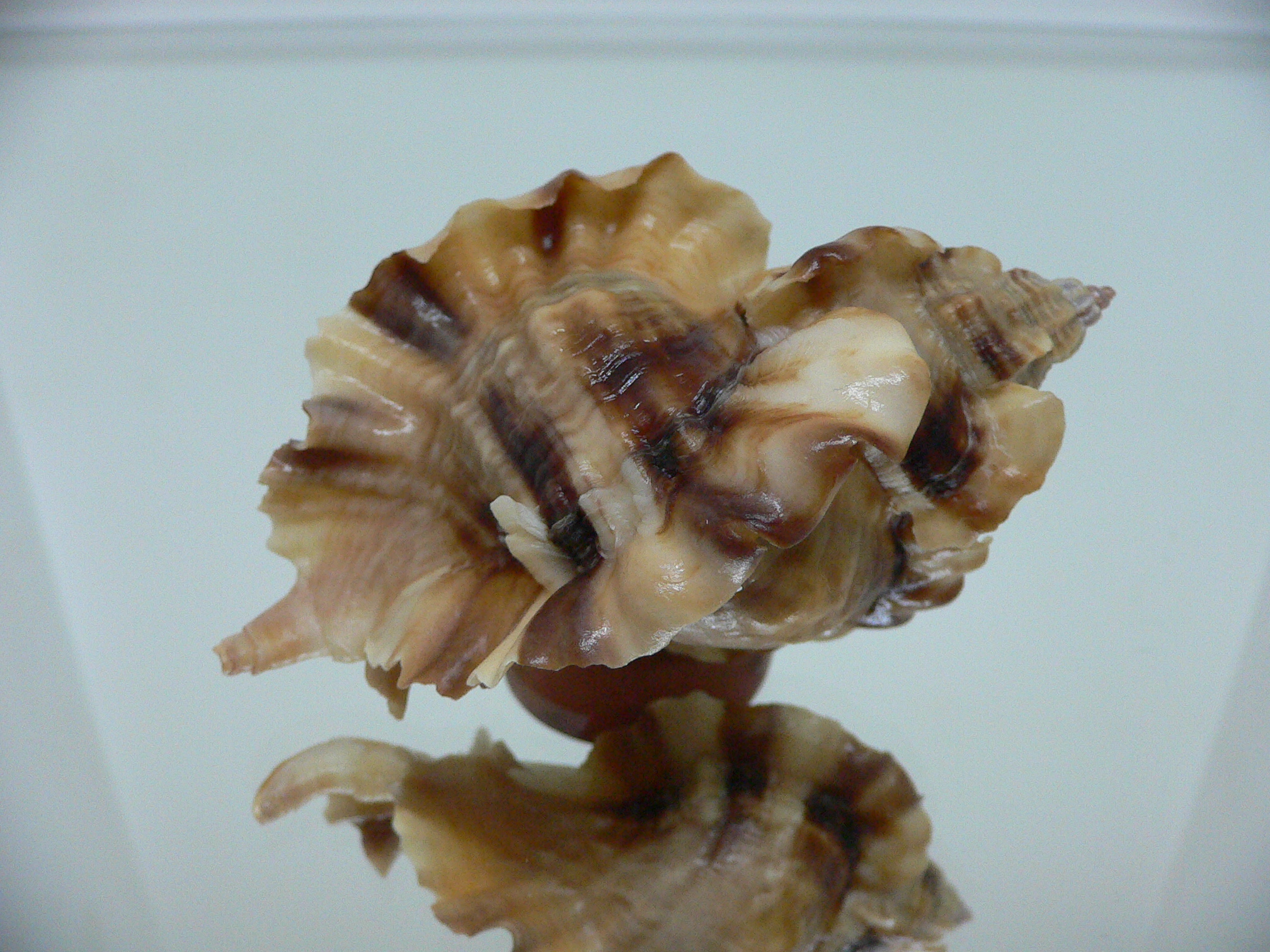 Ceratostoma burnetti coreanica (var.) BIG & WIDE