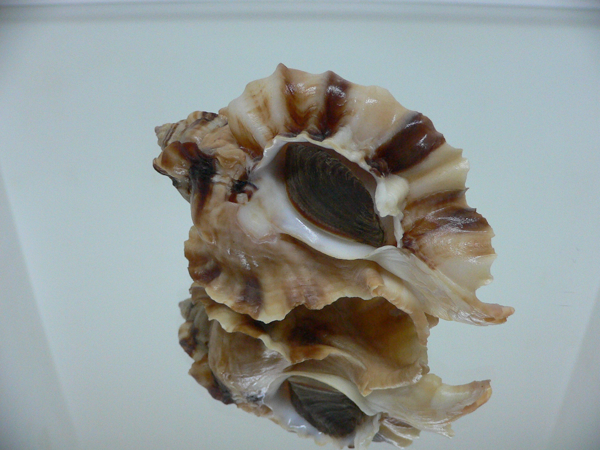 Ceratostoma burnetti coreanica (var.) BIG & WIDE