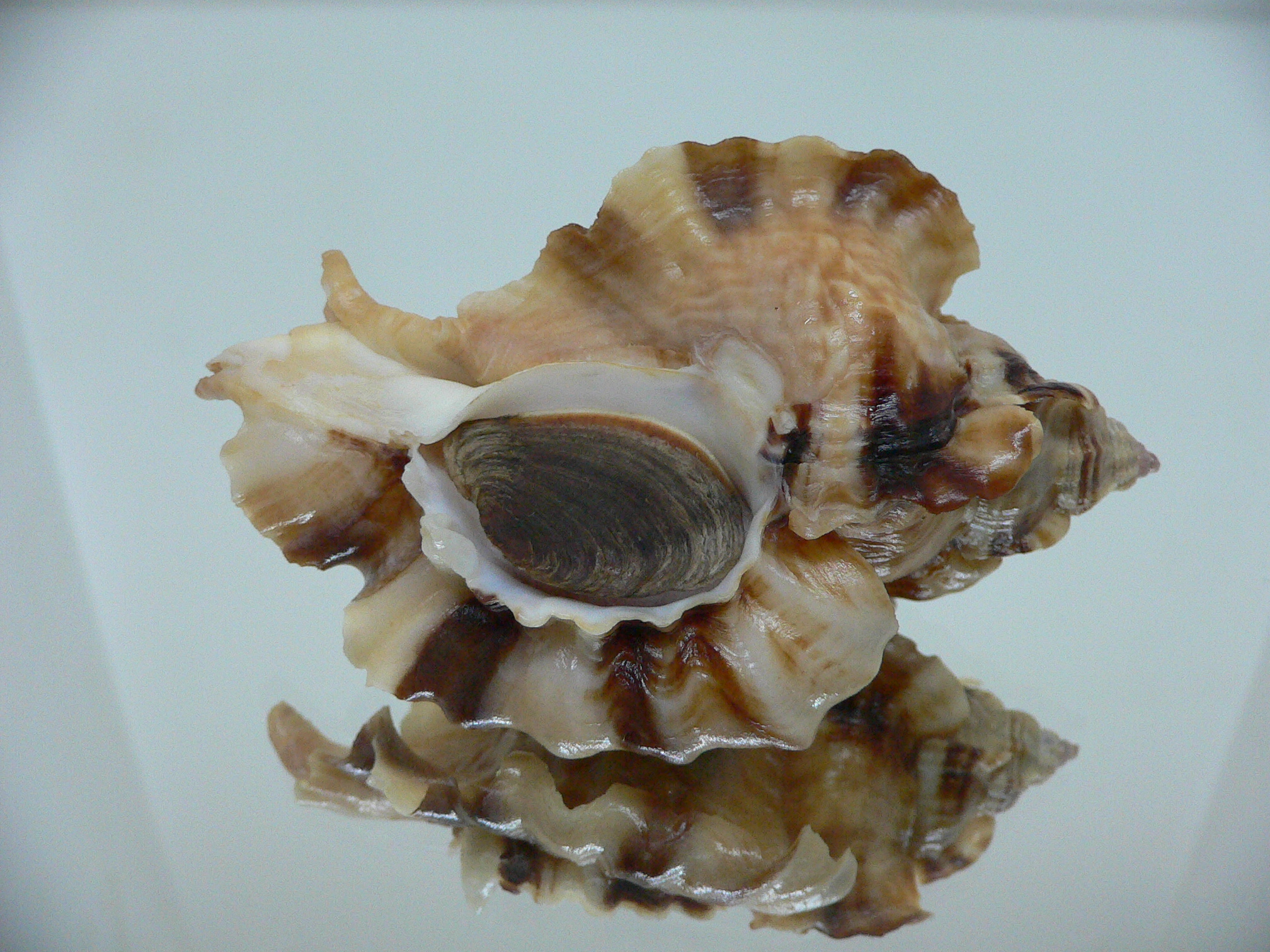 Ceratostoma burnetti coreanica (var.) BIG & WIDE