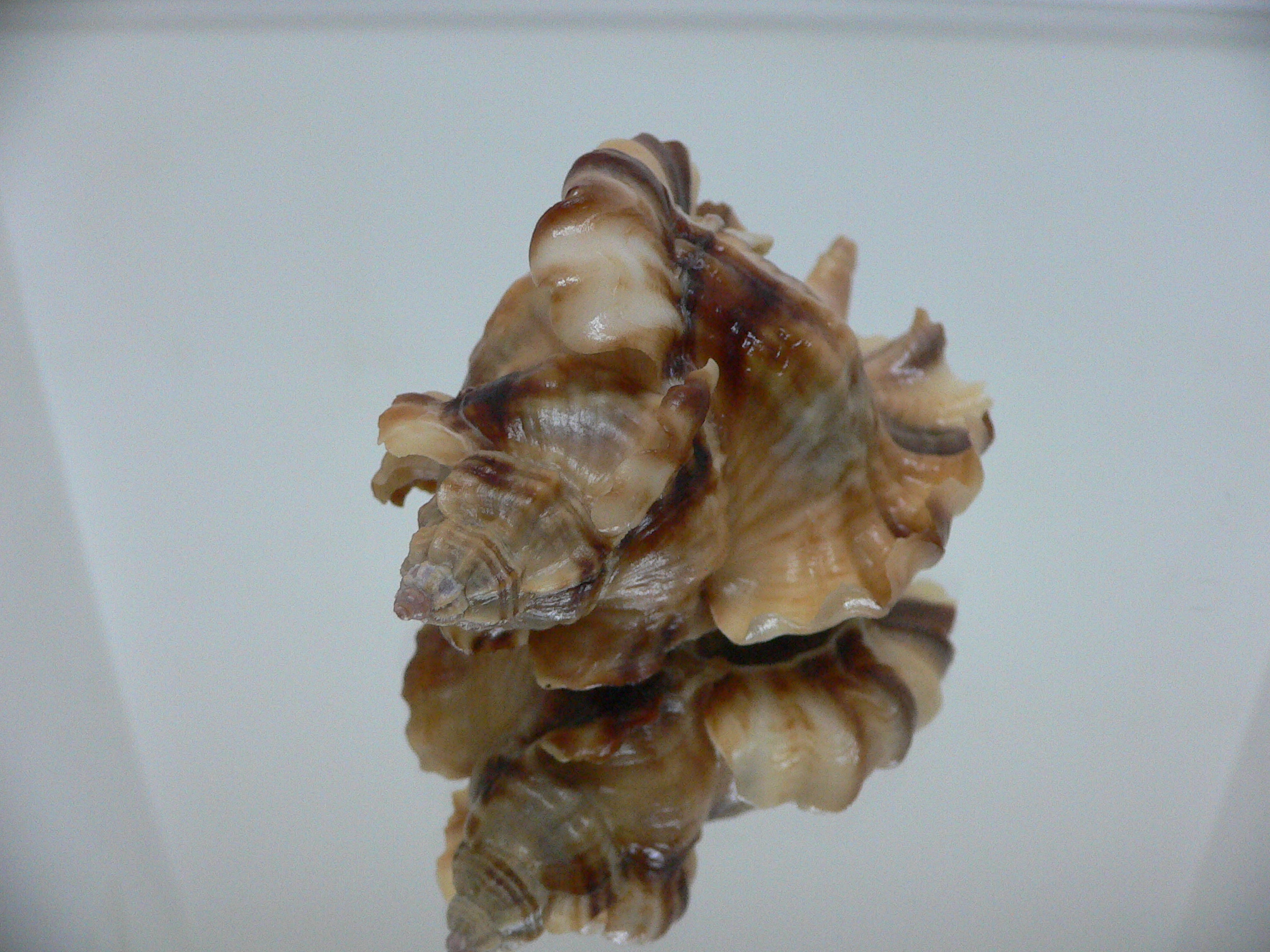 Ceratostoma burnetti coreanica (var.) BIG & WIDE