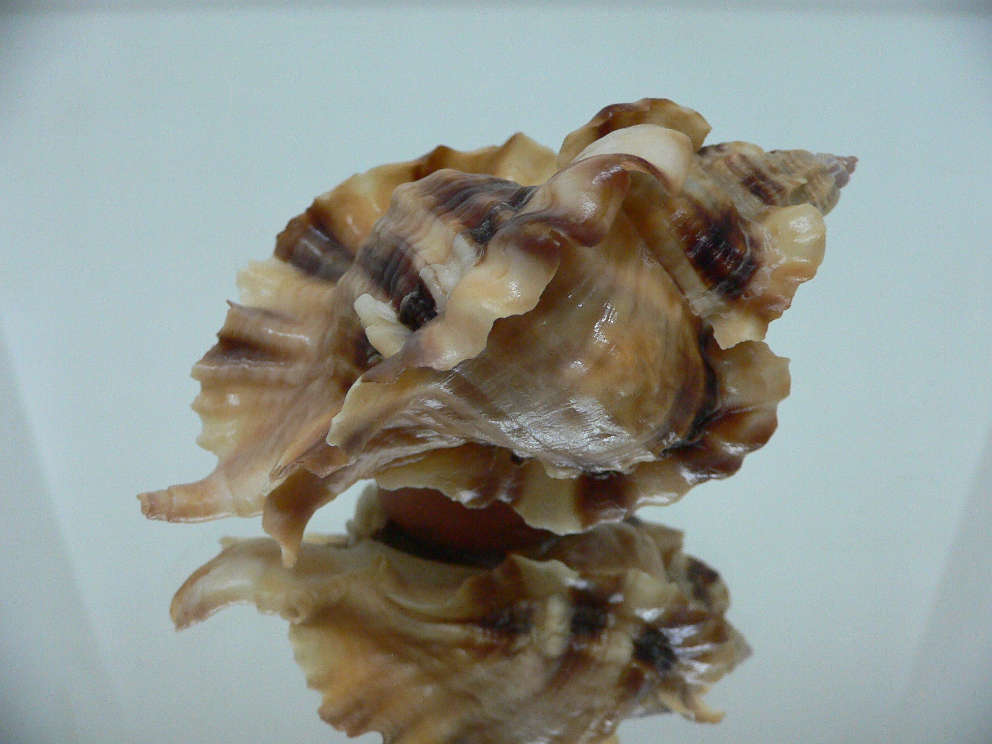 Ceratostoma burnetti coreanica (var.) BIG & WIDE