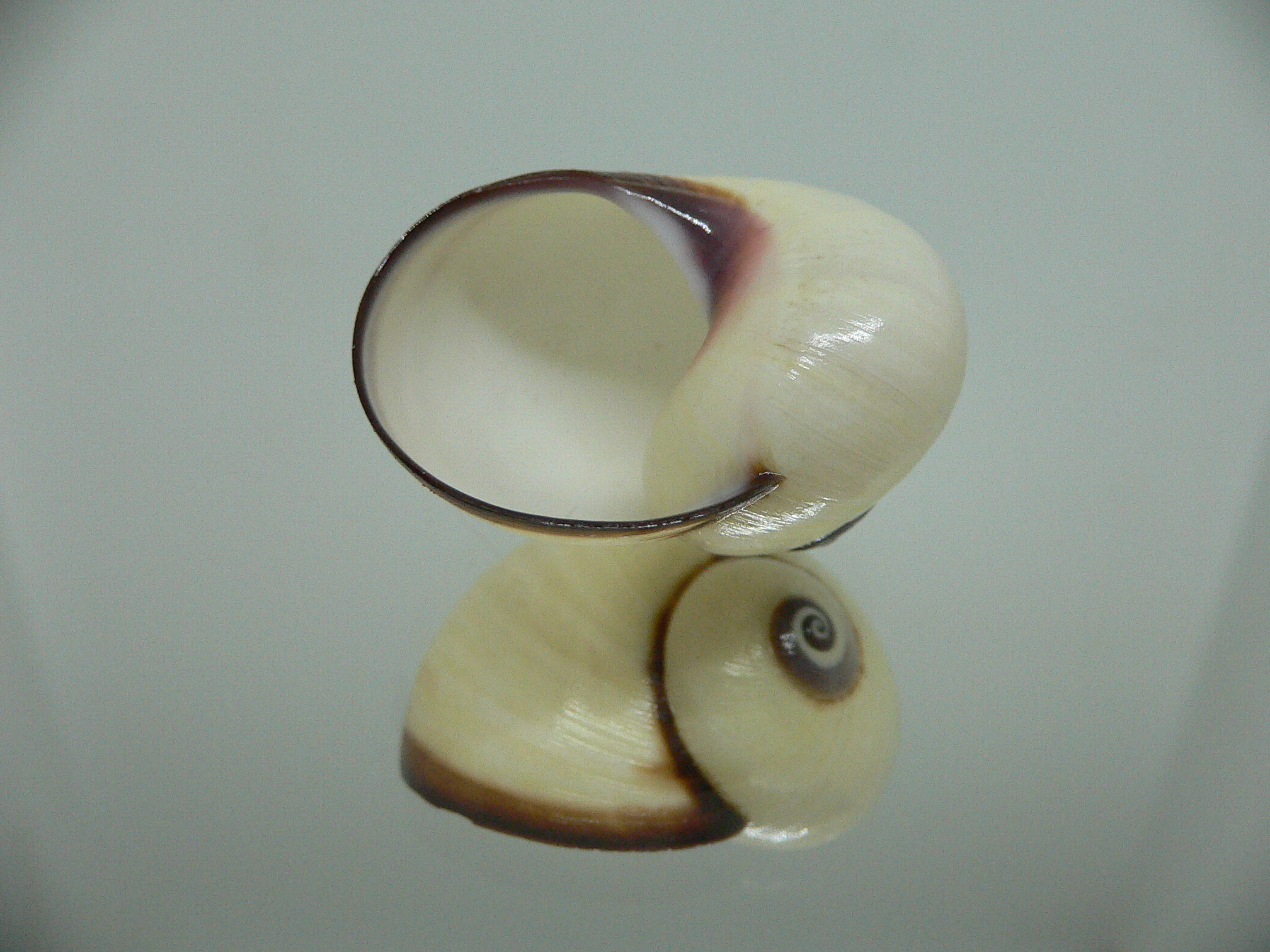 Polymita picta fuscolimbata RARE