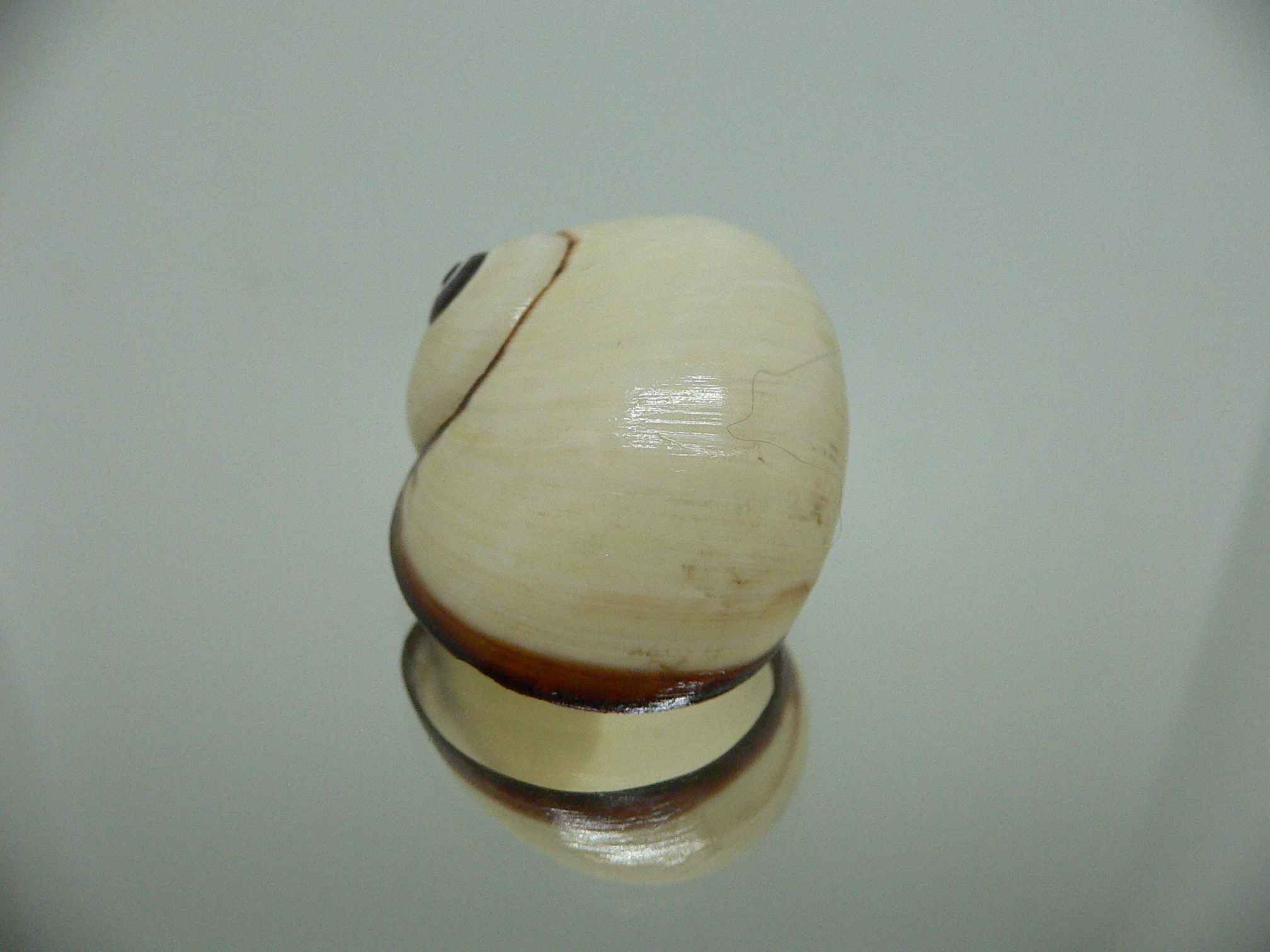 Polymita picta fuscolimbata RARE