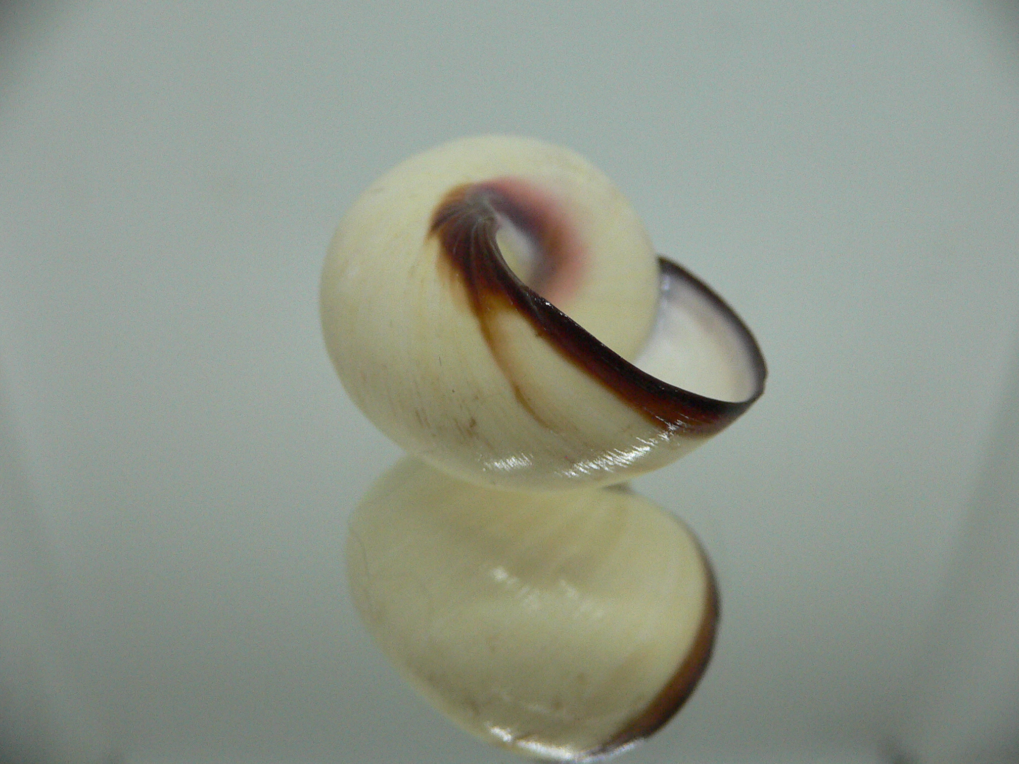 Polymita picta fuscolimbata RARE