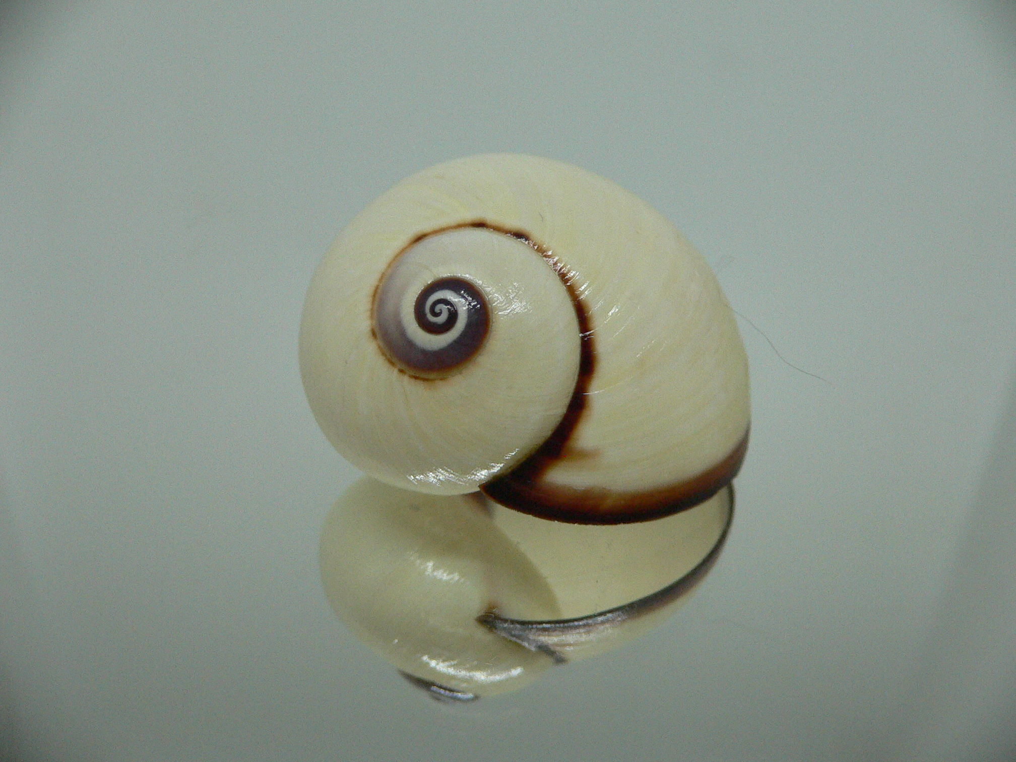 Polymita picta fuscolimbata RARE