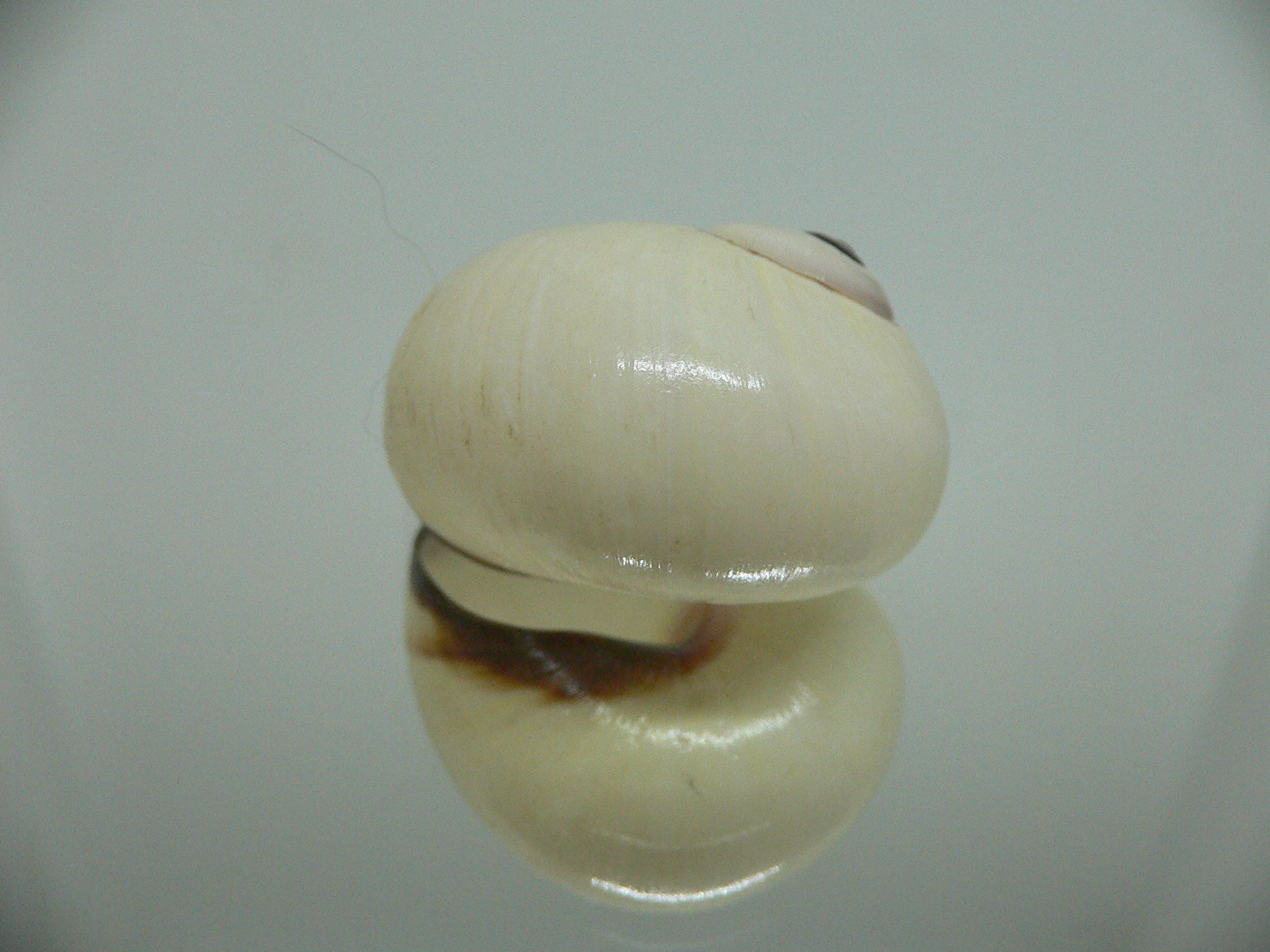 Polymita picta fuscolimbata RARE