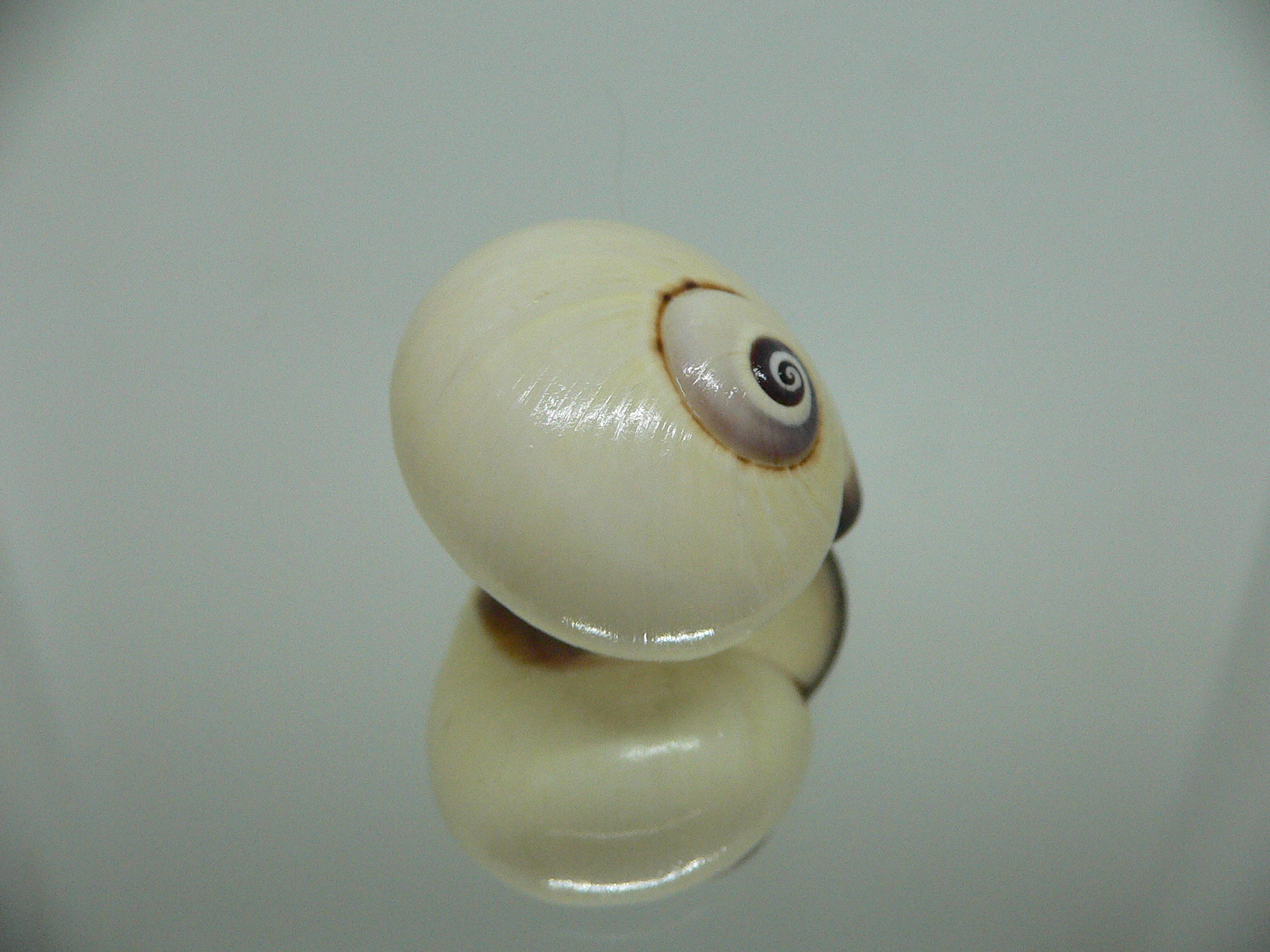 Polymita picta fuscolimbata RARE