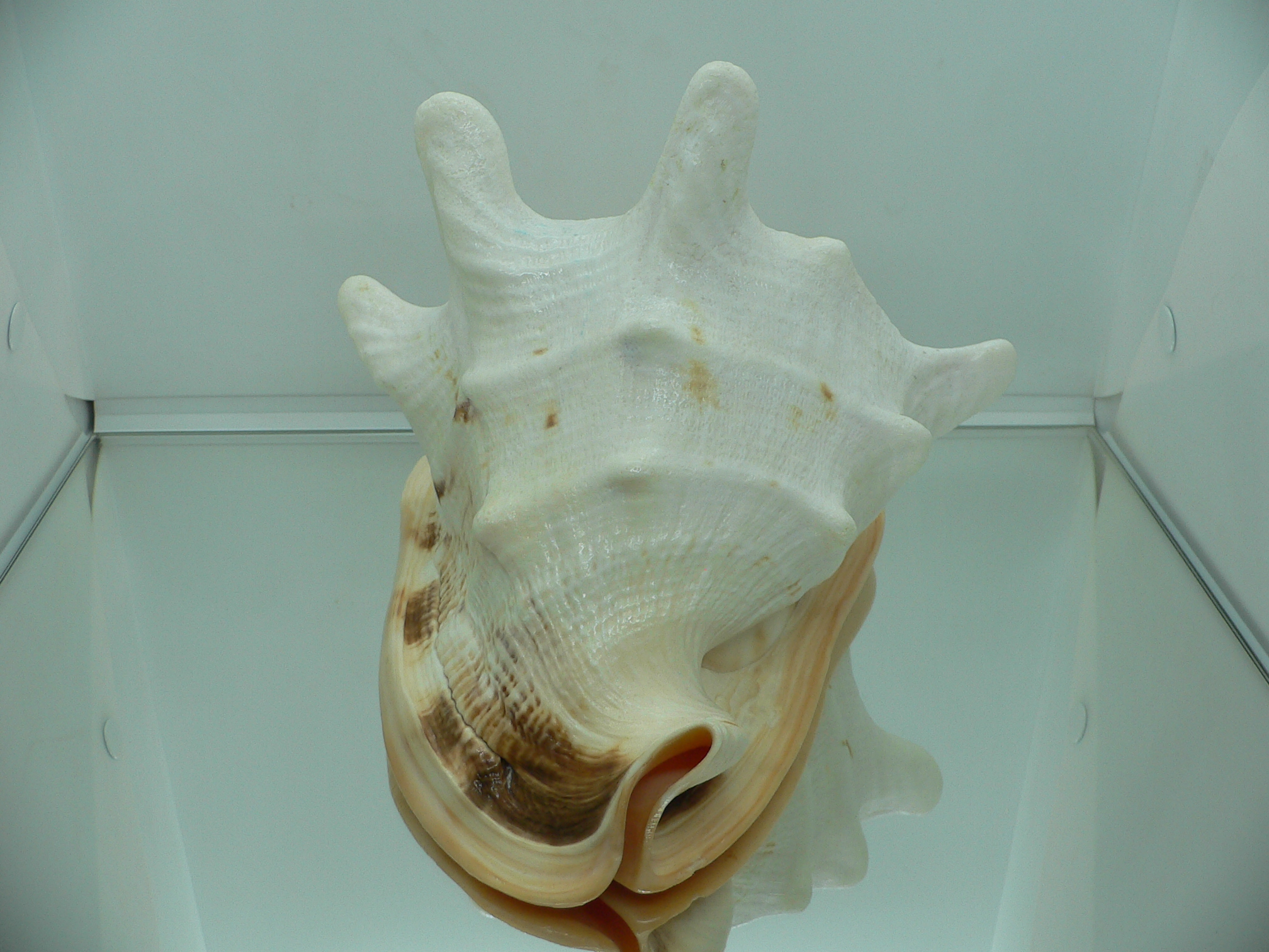 Cassis cornuta MASSIVE & HUGE HORNS