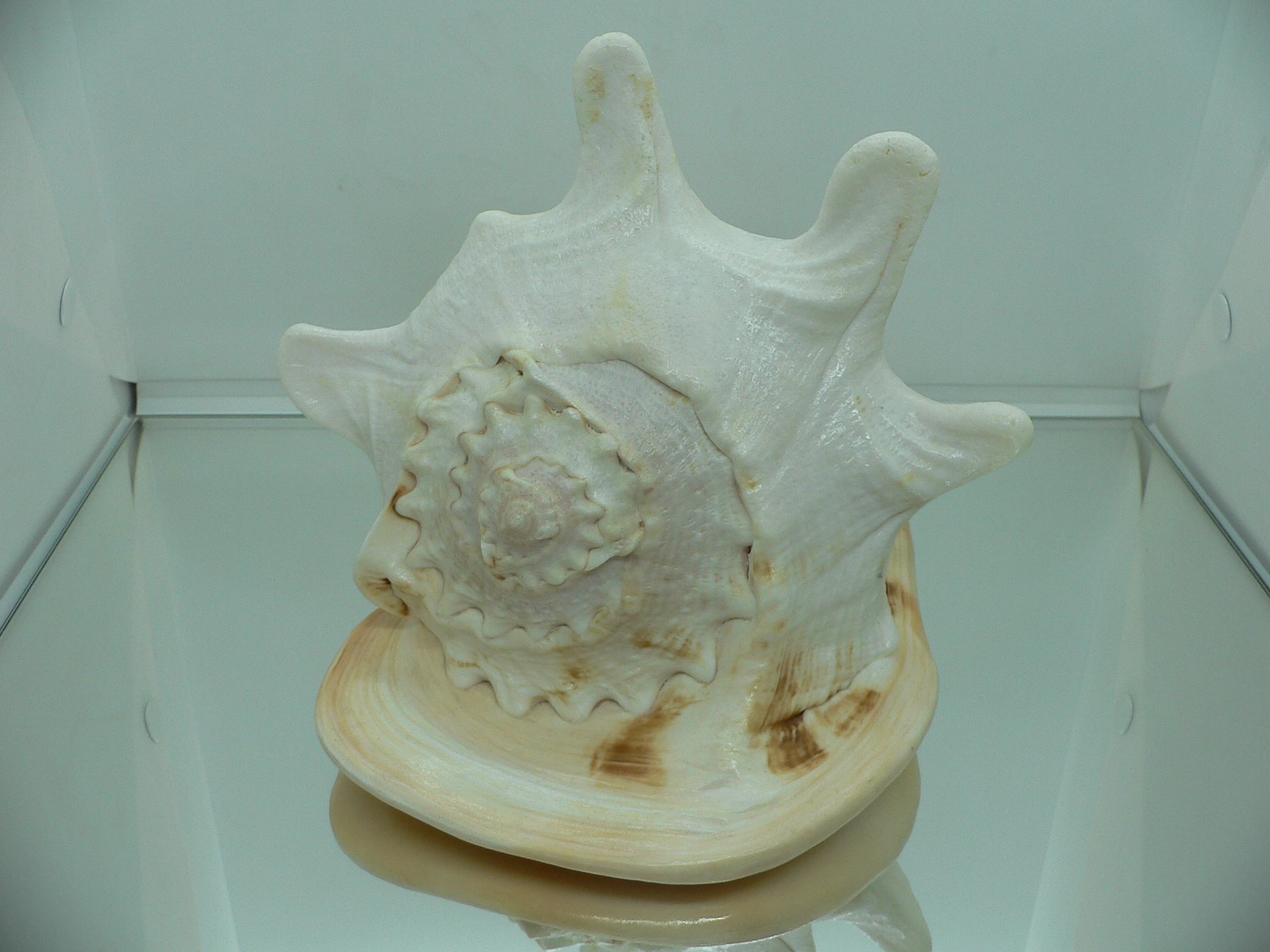 Cassis cornuta MASSIVE & HUGE HORNS