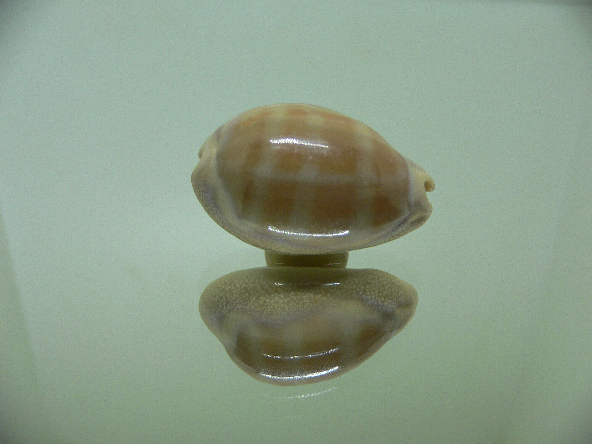 Cypraea carneola crassa (var.) LILAS BASE