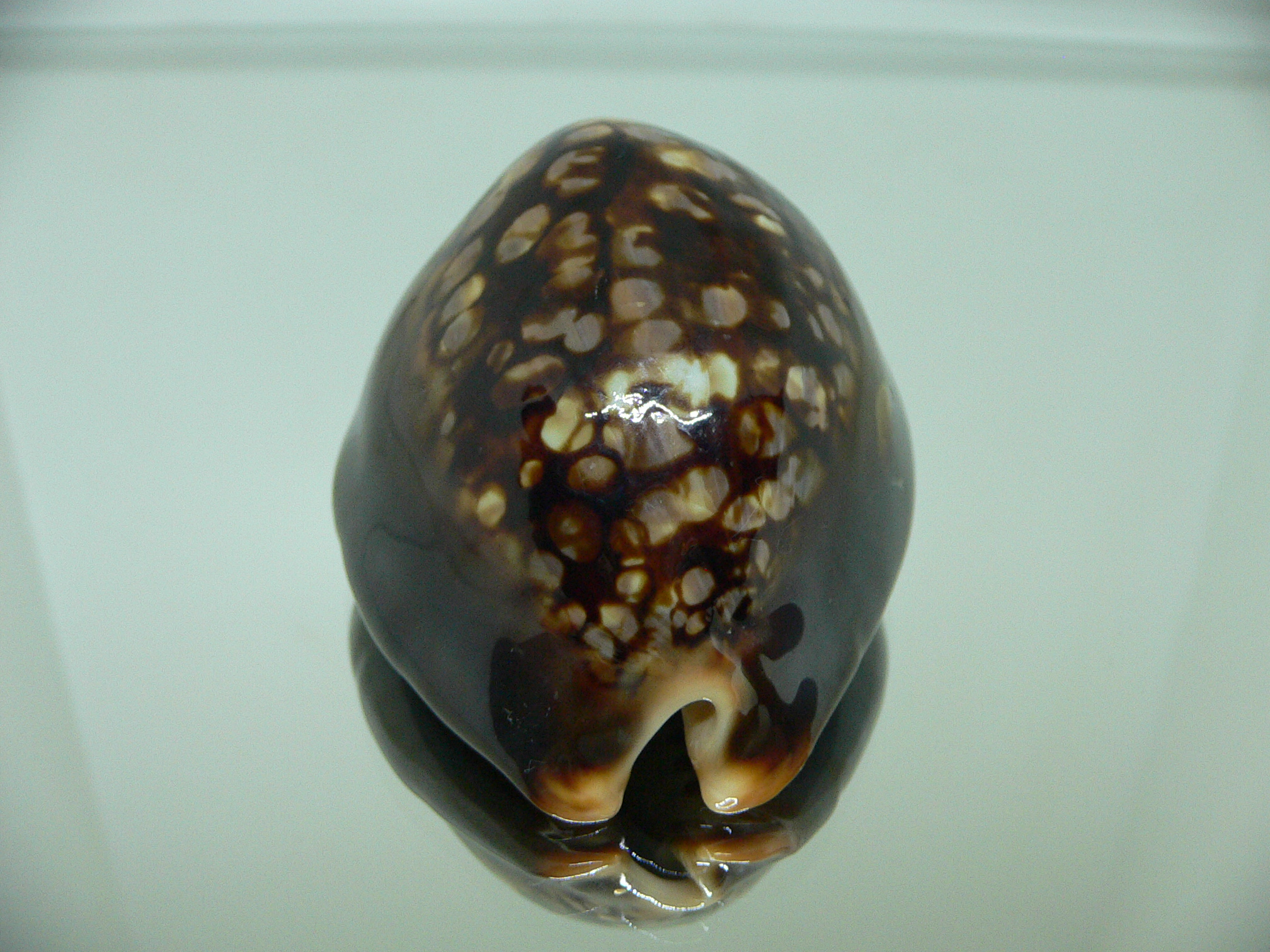 Cypraea mauritiana ROUNDISH