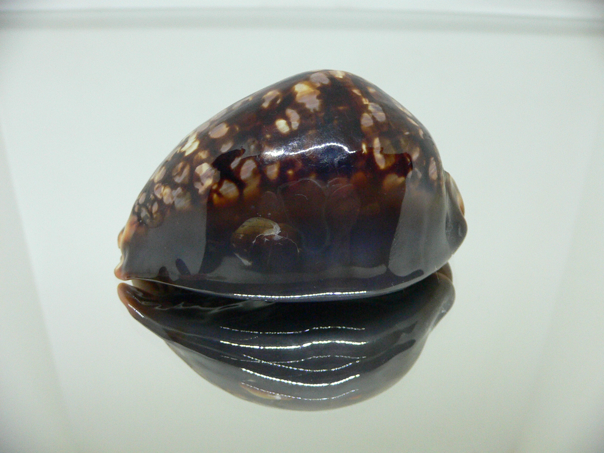 Cypraea mauritiana ROUNDISH