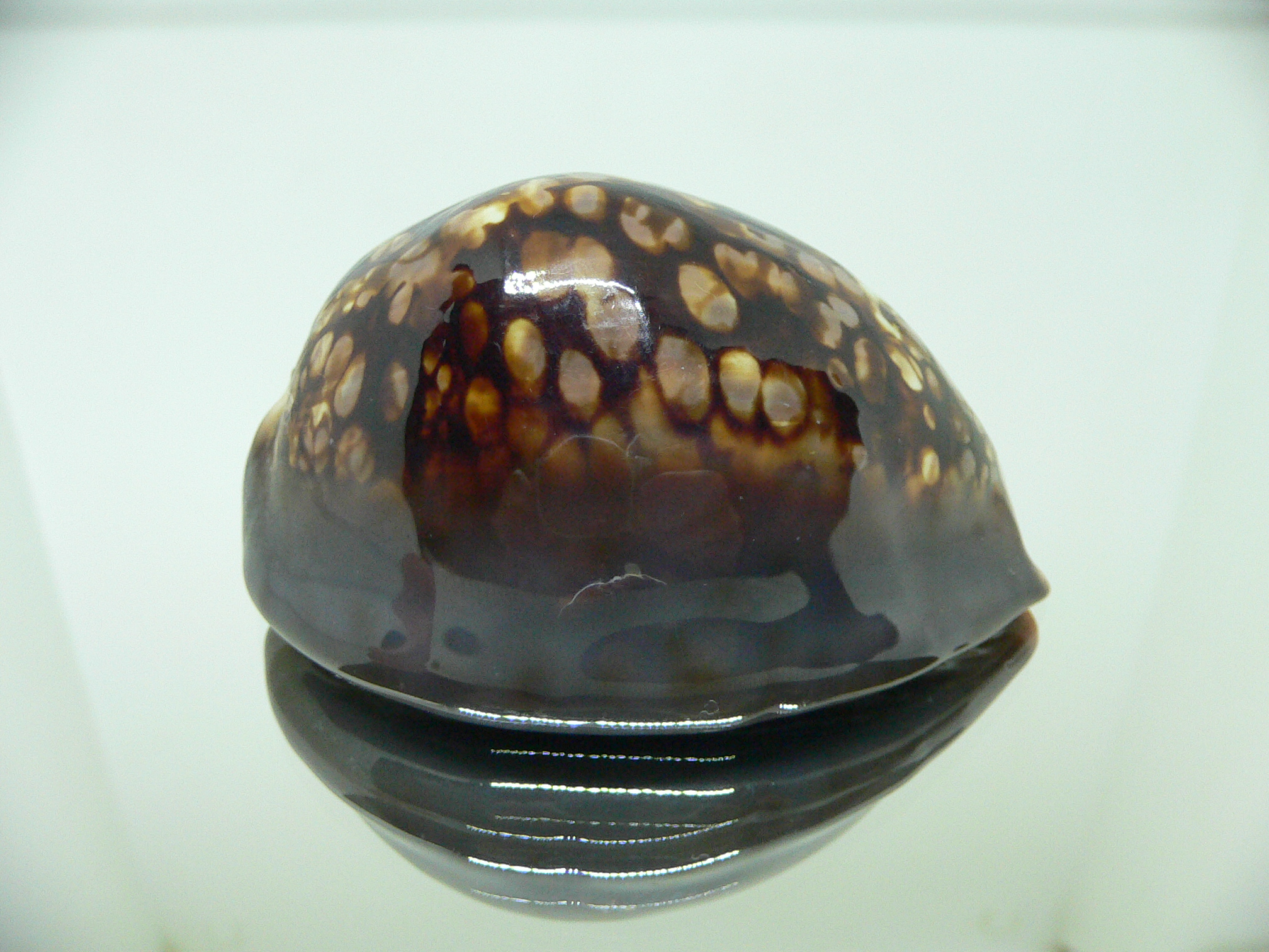 Cypraea mauritiana ROUNDISH