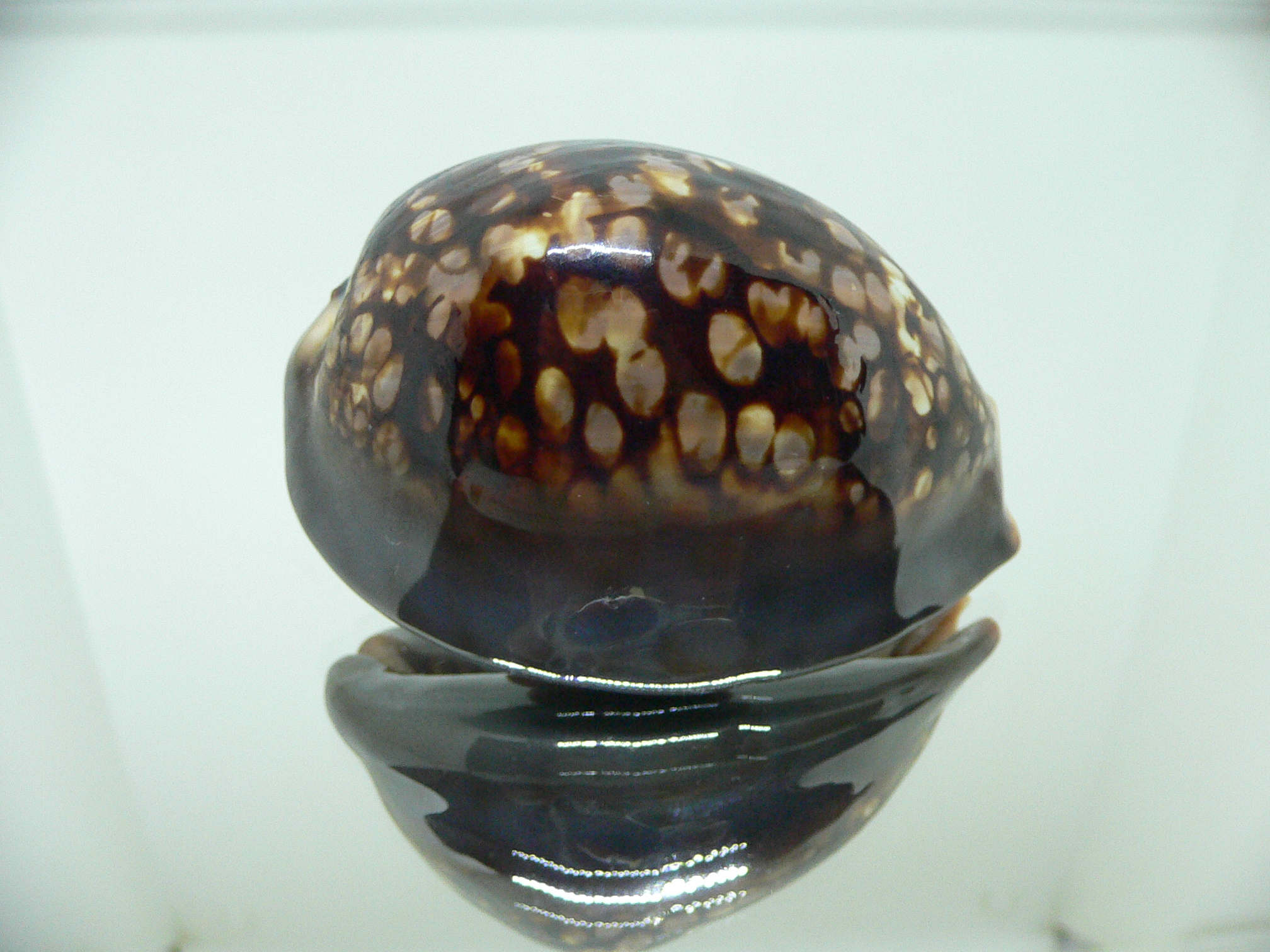 Cypraea mauritiana ROUNDISH