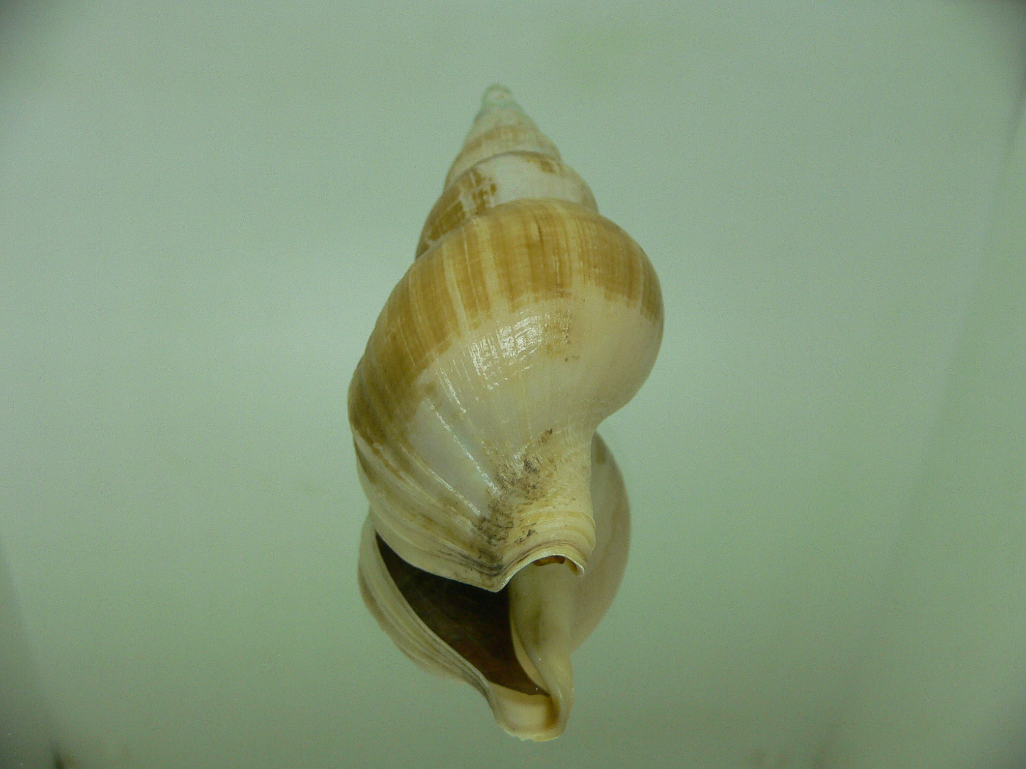 Japelion adelphicus OLIVA