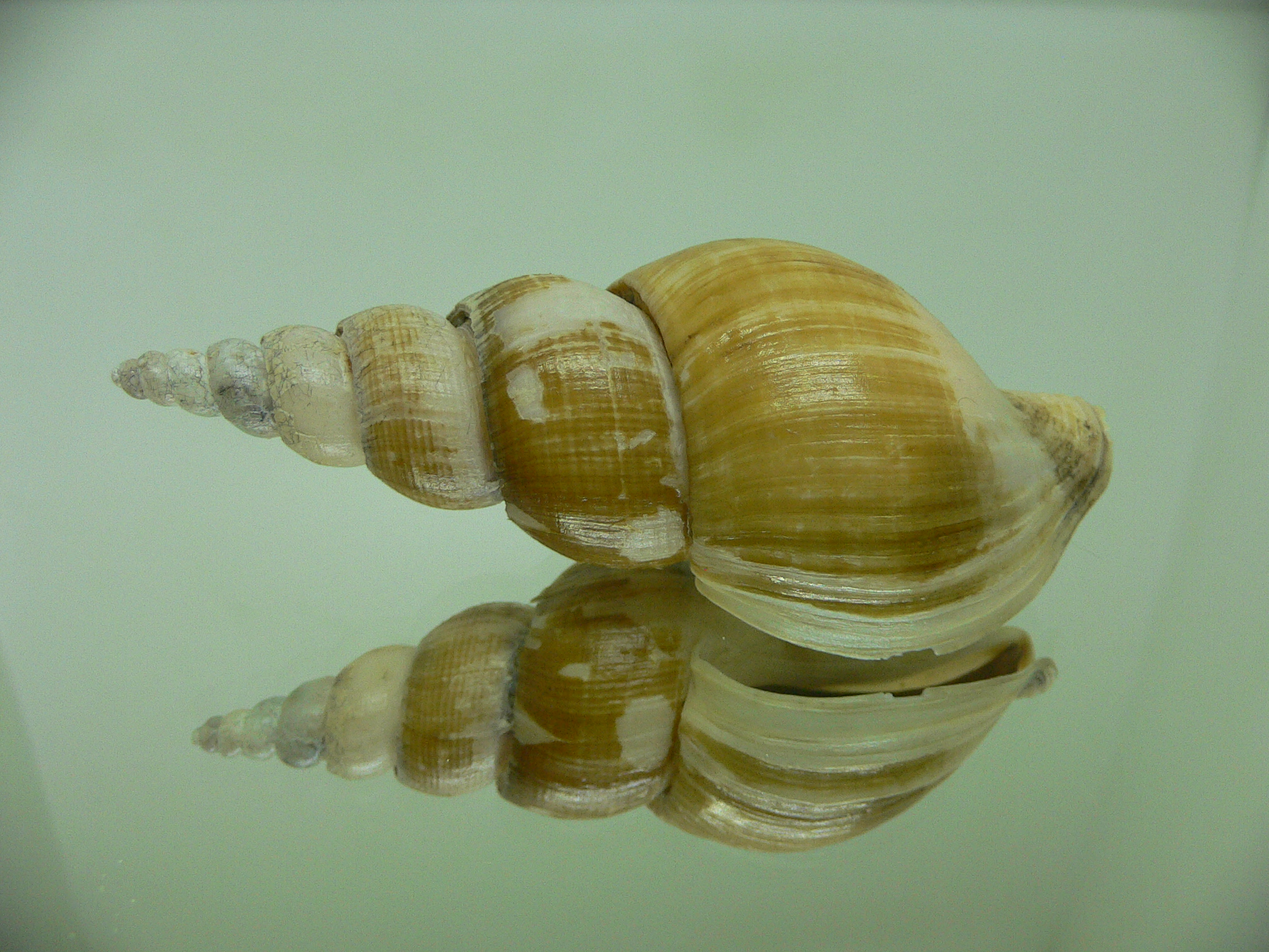 Japelion adelphicus OLIVA