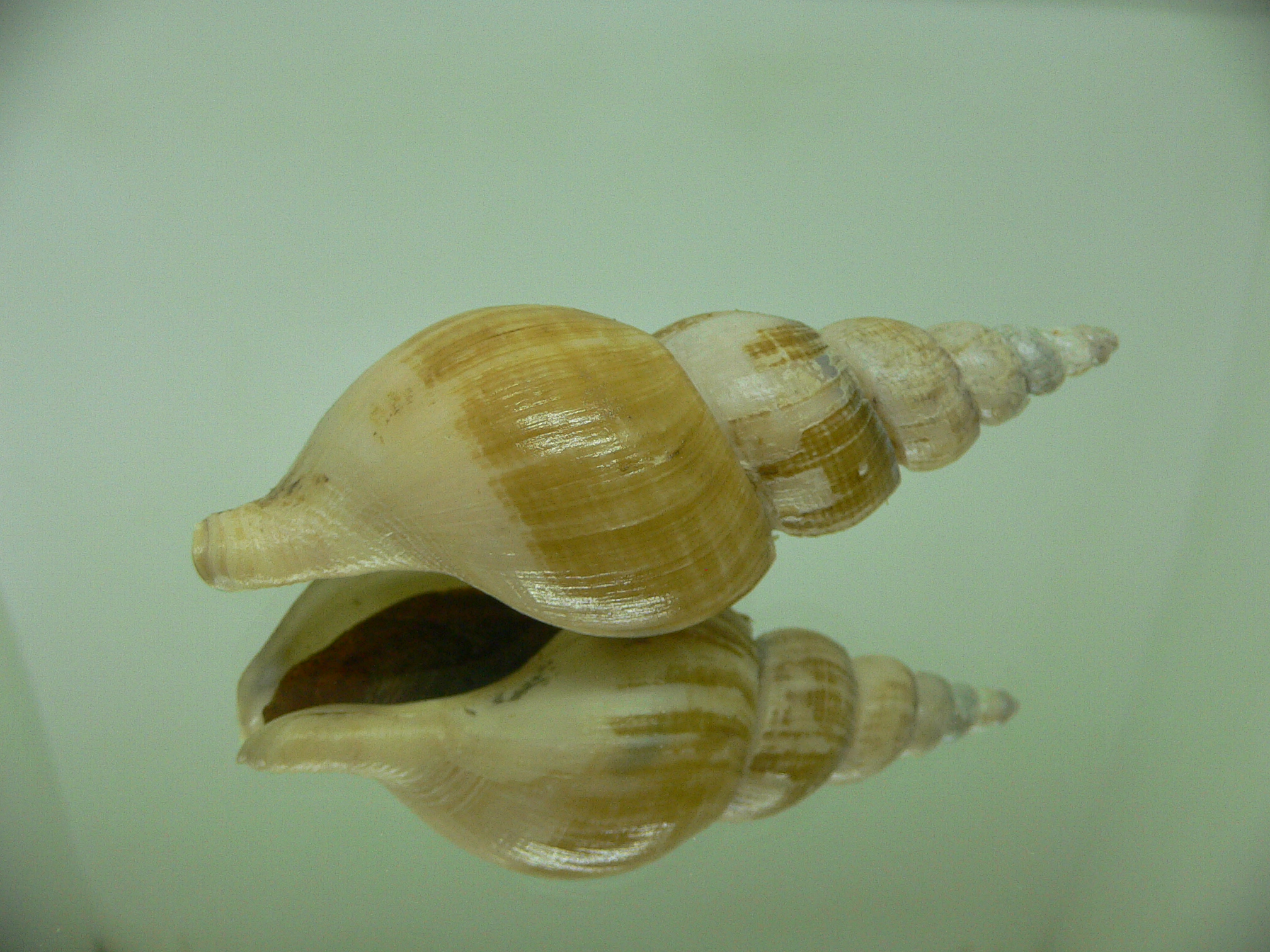 Japelion adelphicus OLIVA