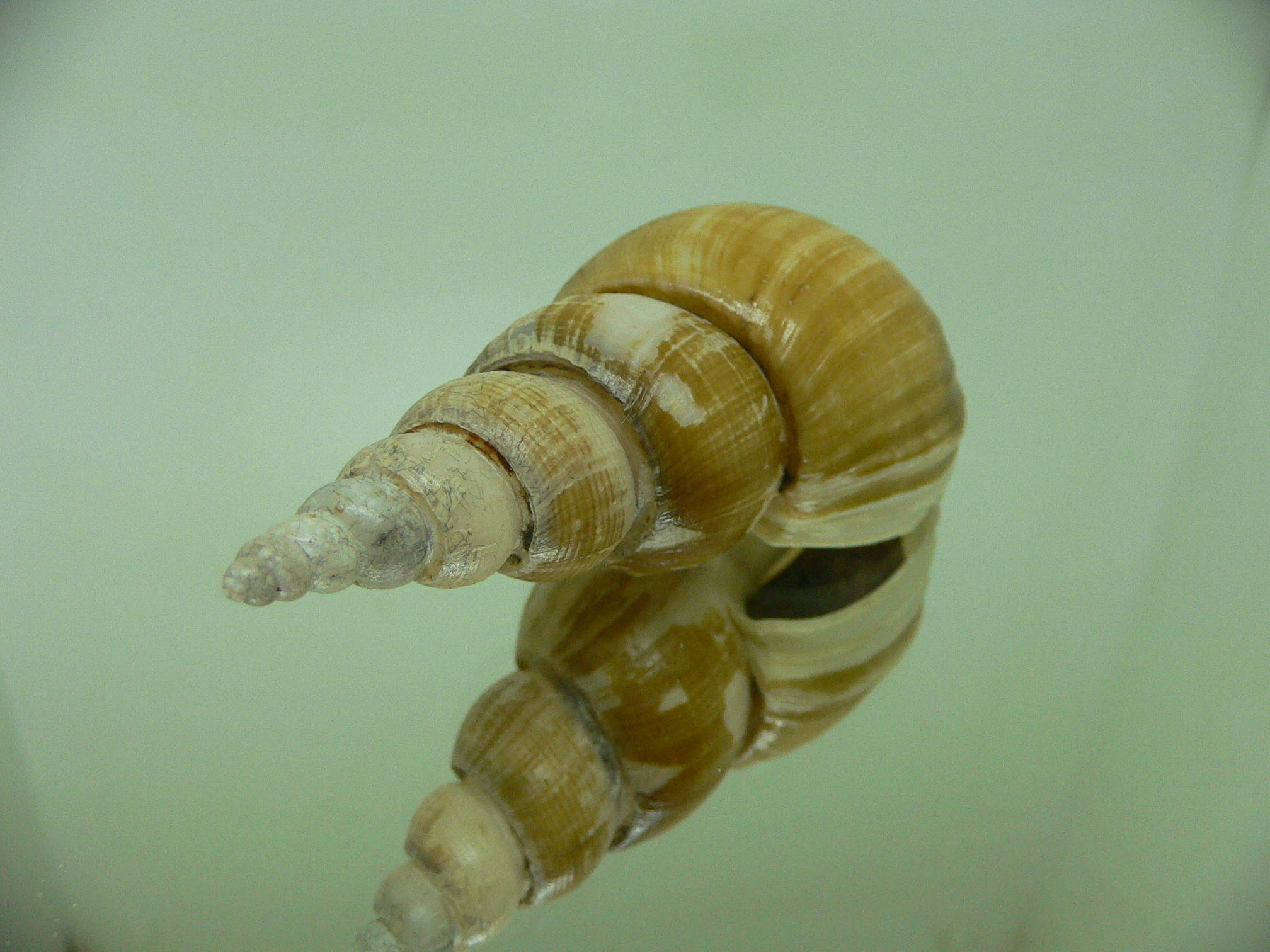 Japelion adelphicus OLIVA