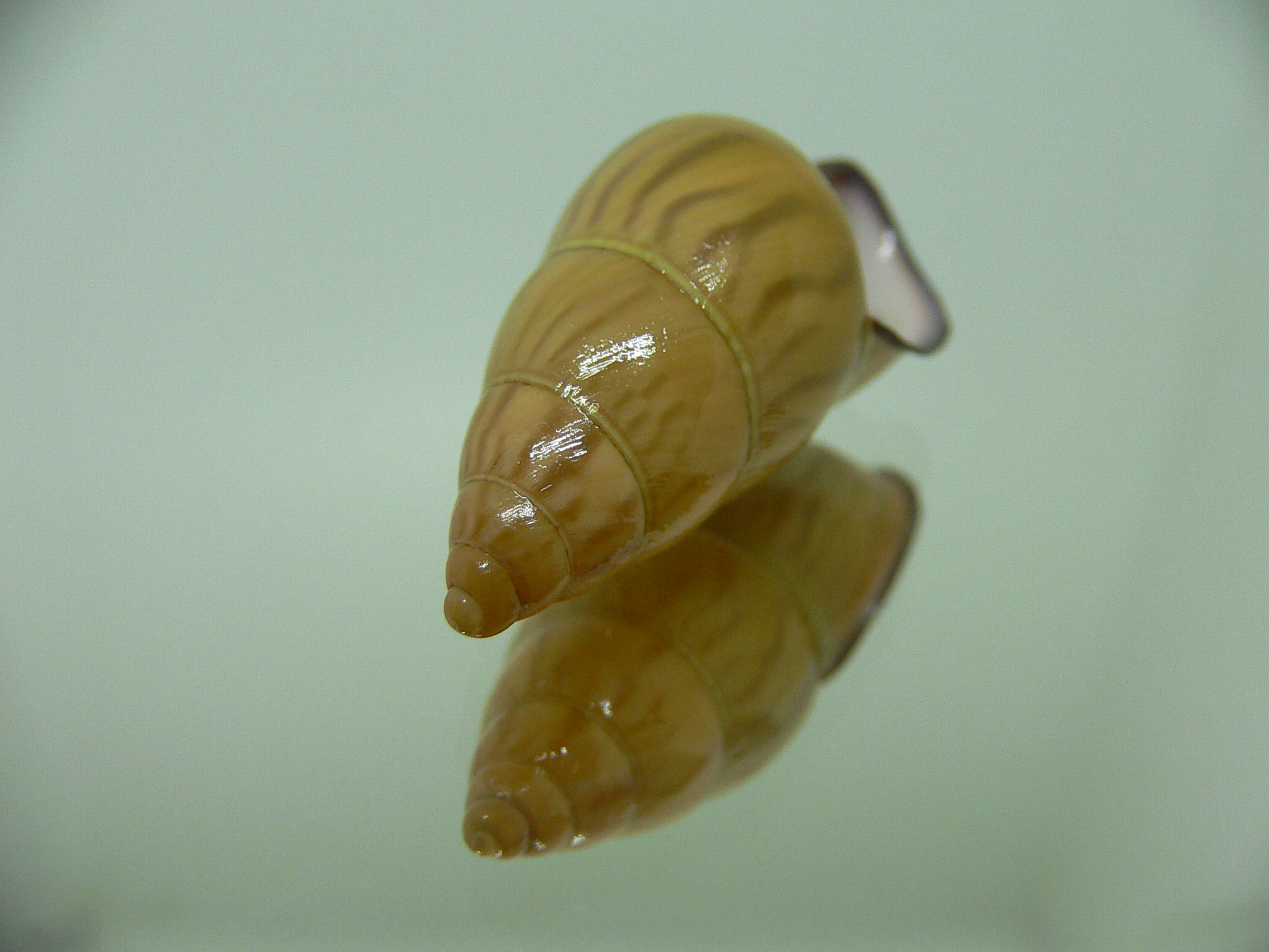 Amphidromus noriokowasoei