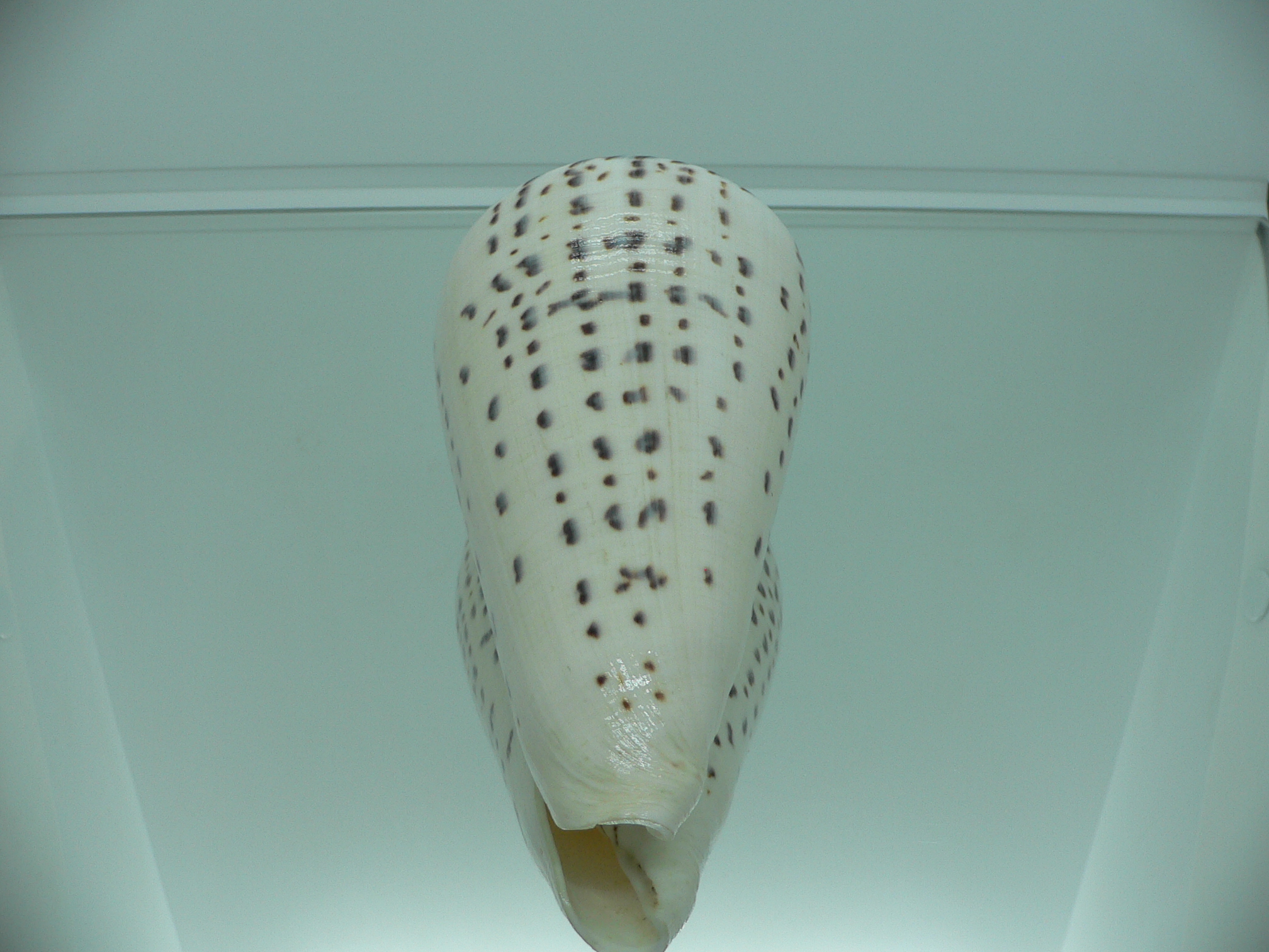 Conus leopardus