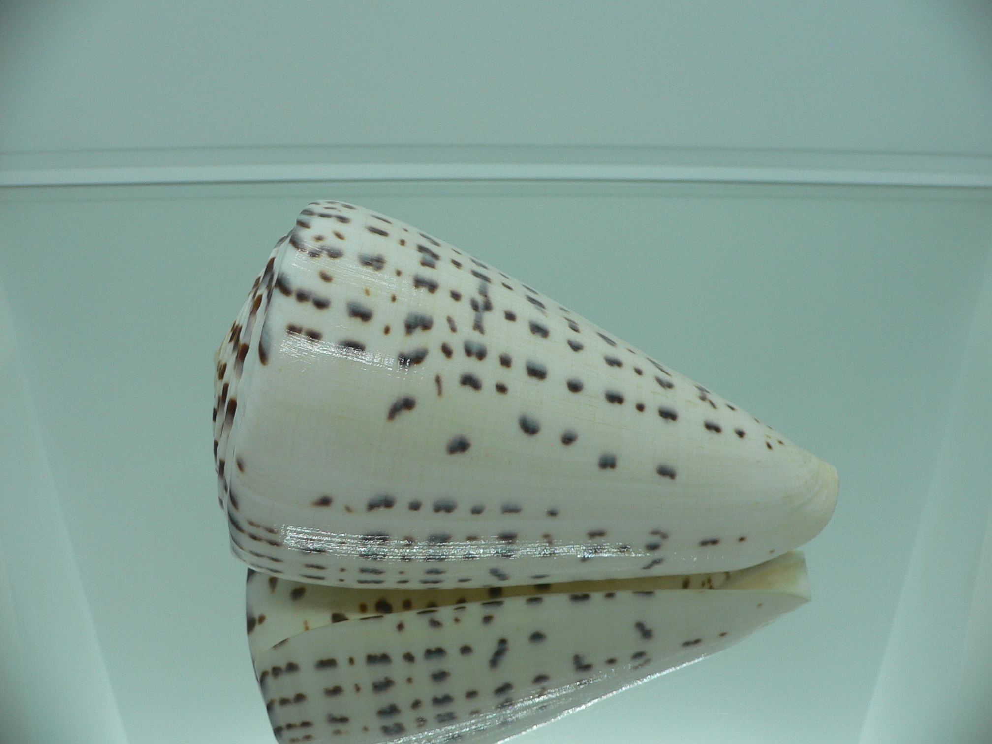 Conus leopardus