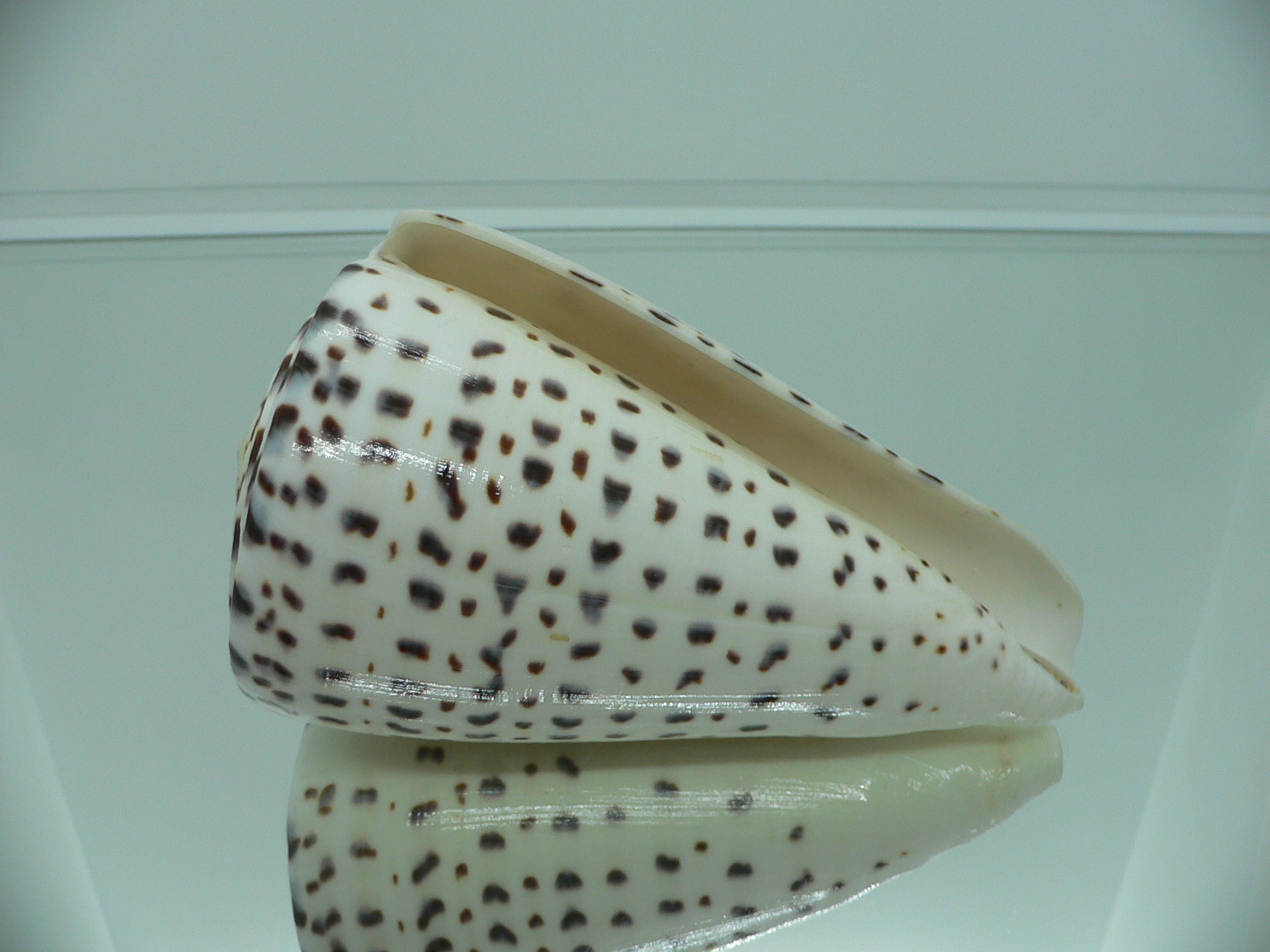 Conus leopardus