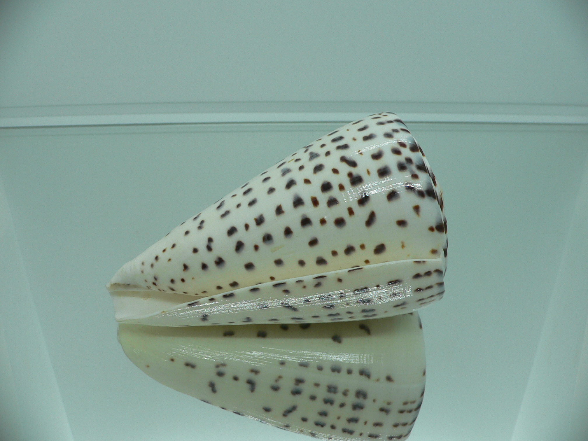 Conus leopardus