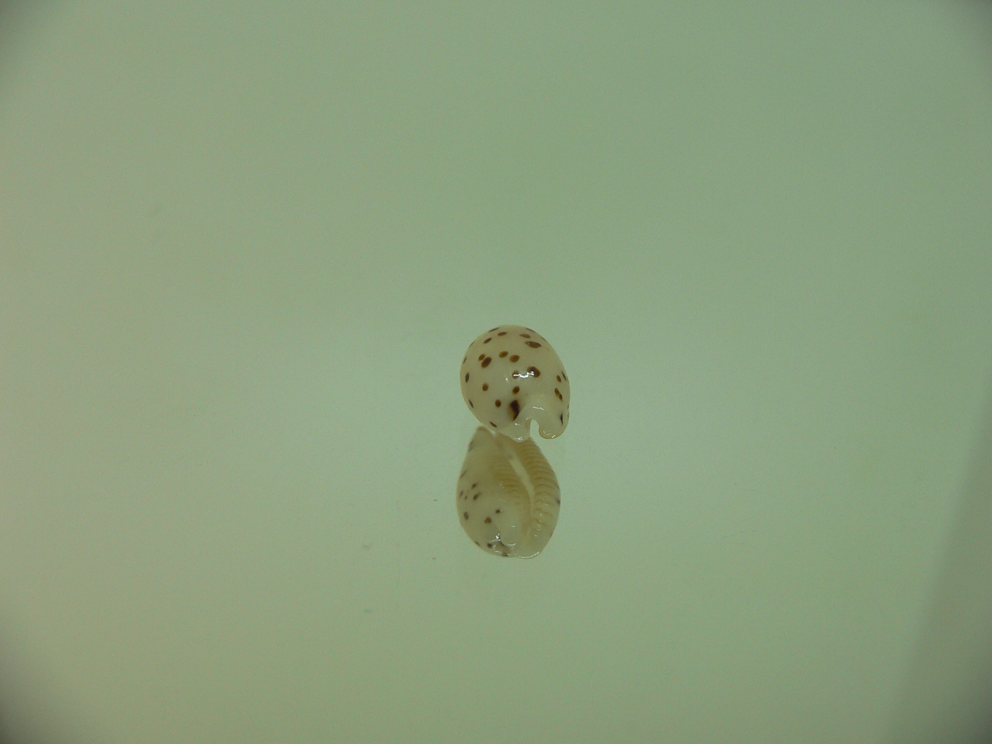Cypraea punctata fusula (var.) UNUSUAL