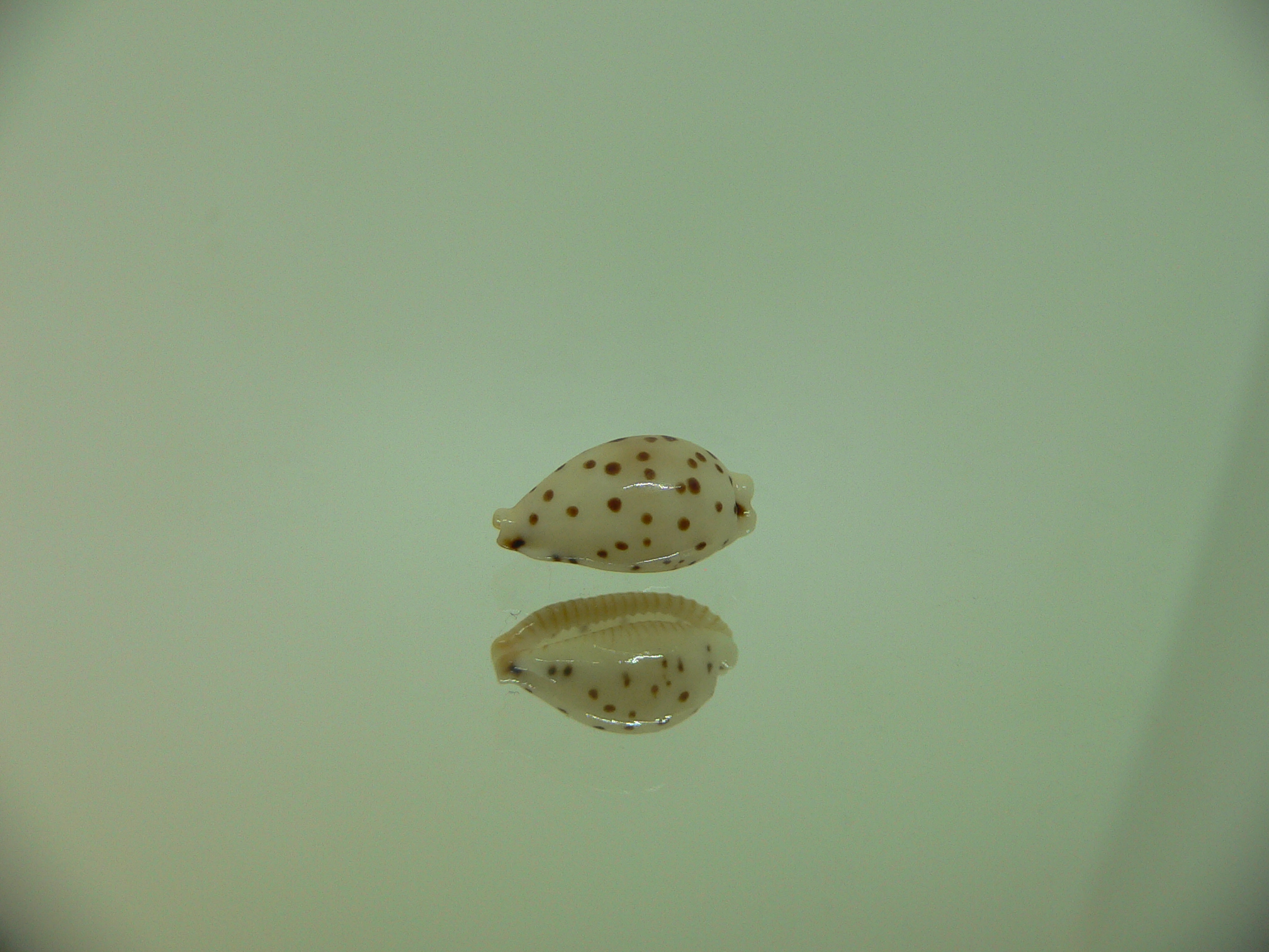 Cypraea punctata fusula (var.) UNUSUAL