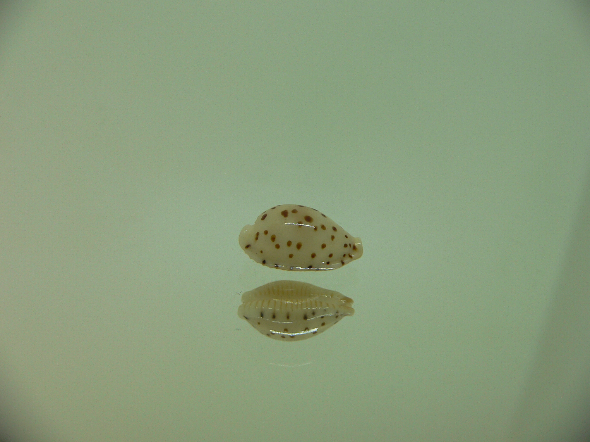 Cypraea punctata fusula (var.) UNUSUAL
