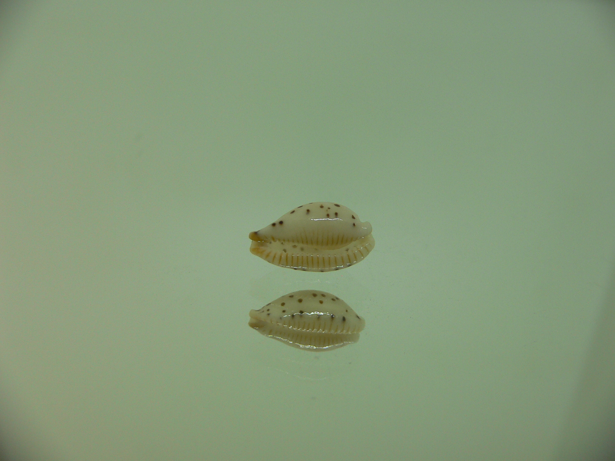Cypraea punctata fusula (var.) UNUSUAL