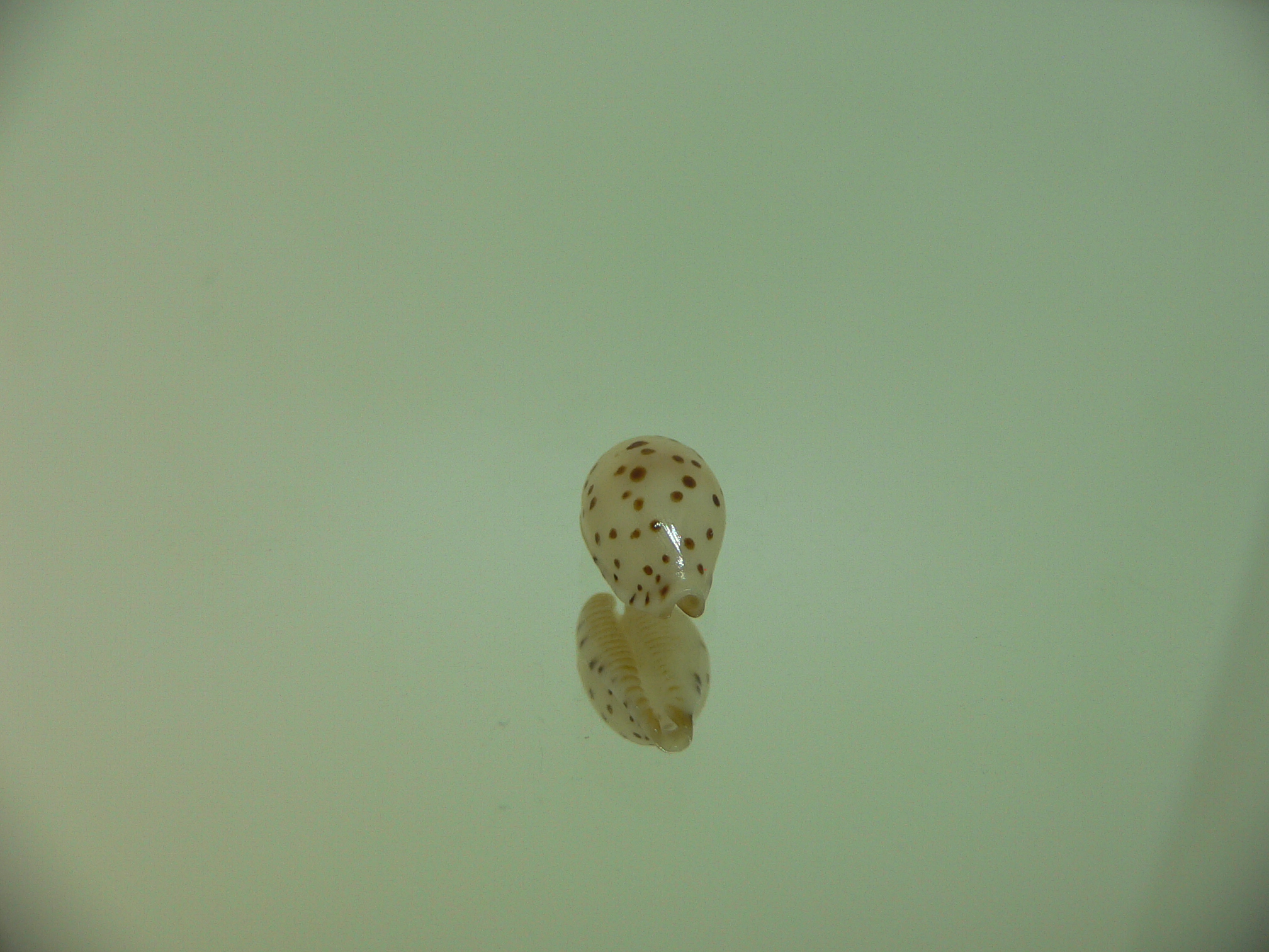 Cypraea punctata fusula (var.) UNUSUAL