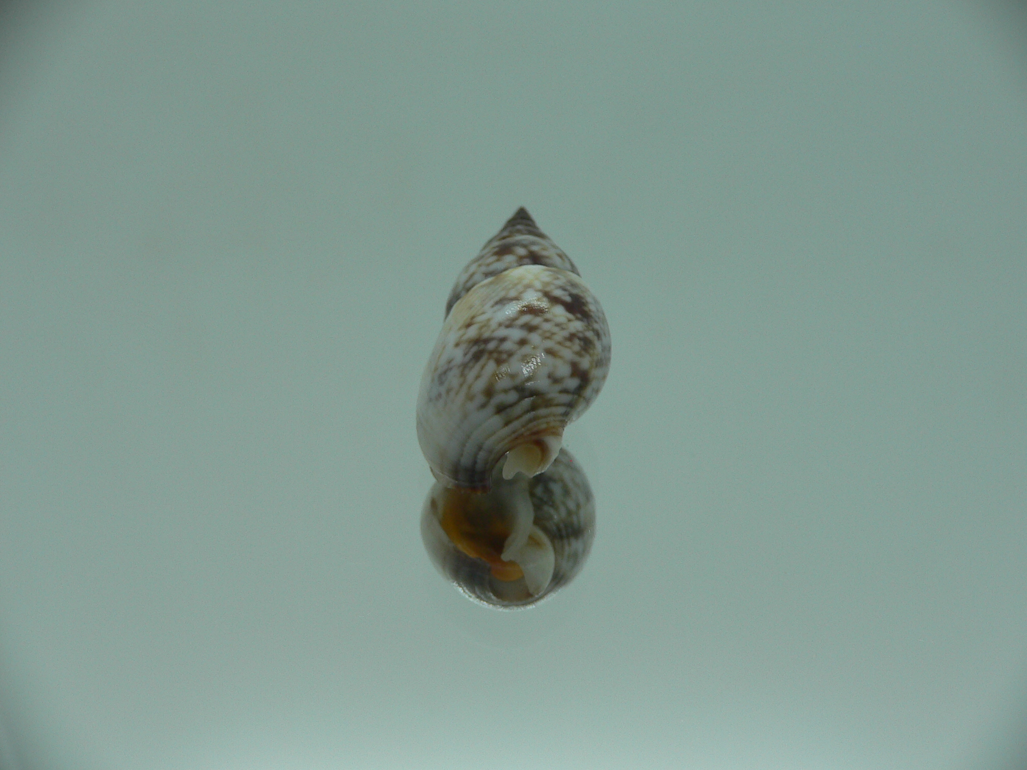 Nassarius gaudiosus BIG