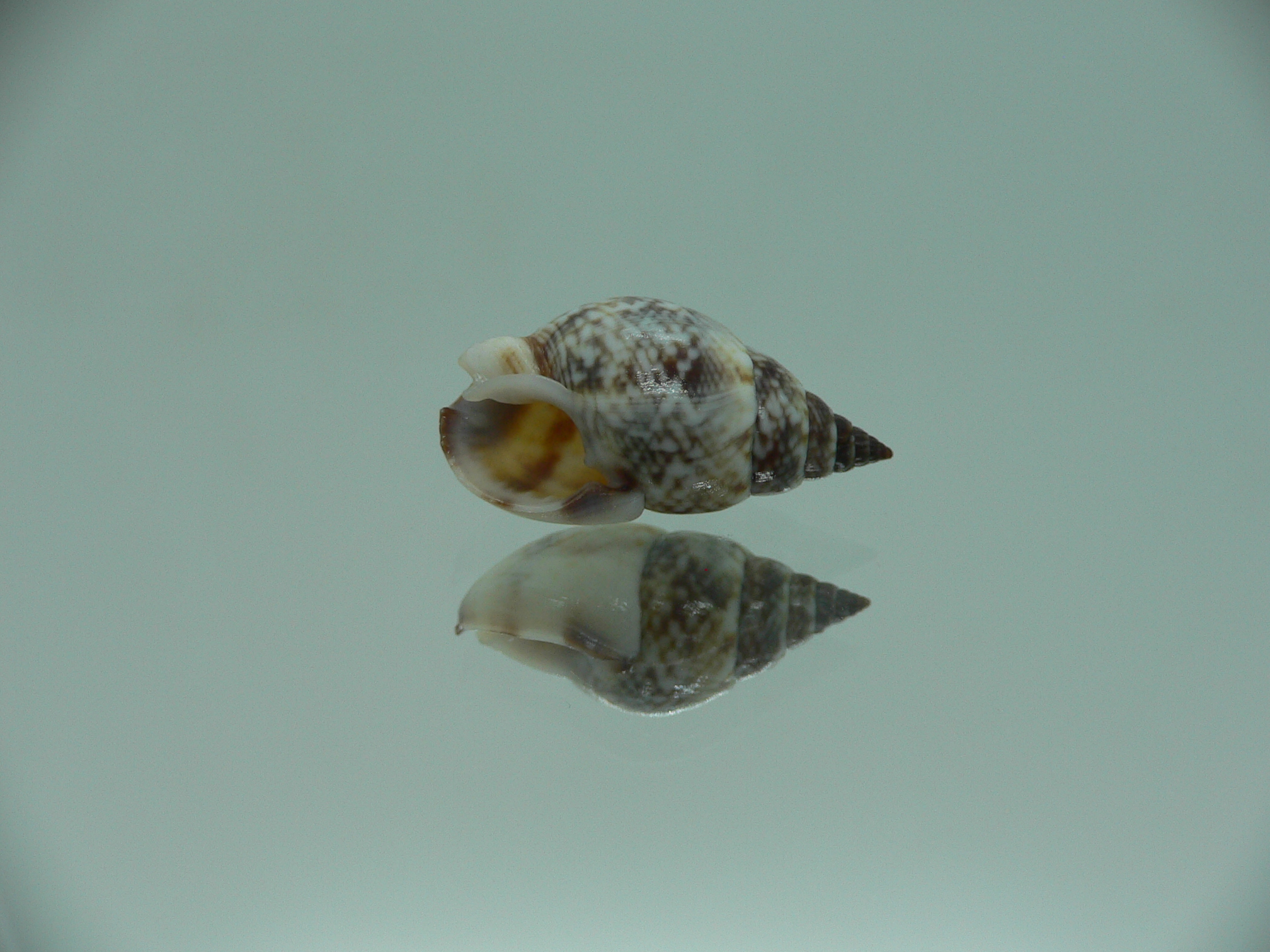 Nassarius gaudiosus BIG