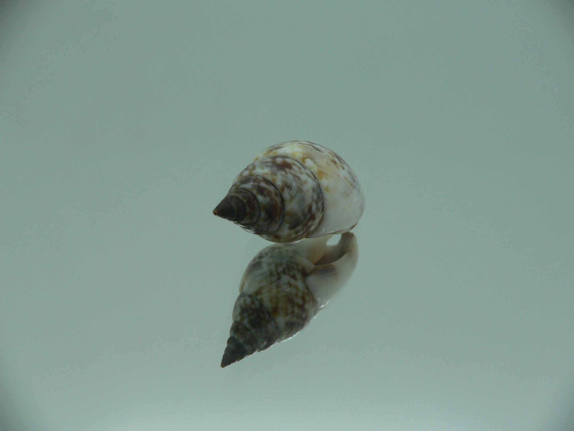 Nassarius gaudiosus BIG