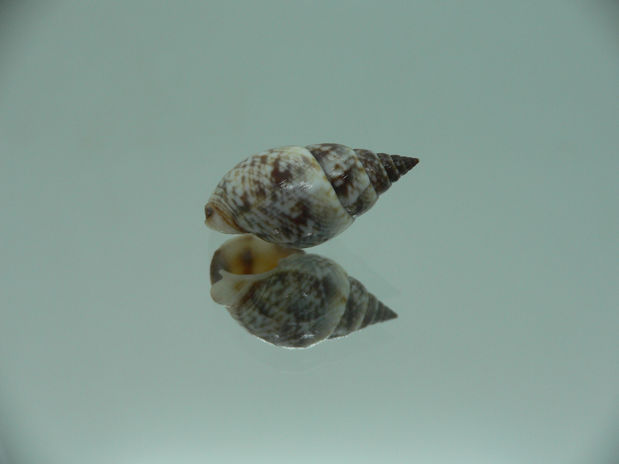 Nassarius gaudiosus BIG