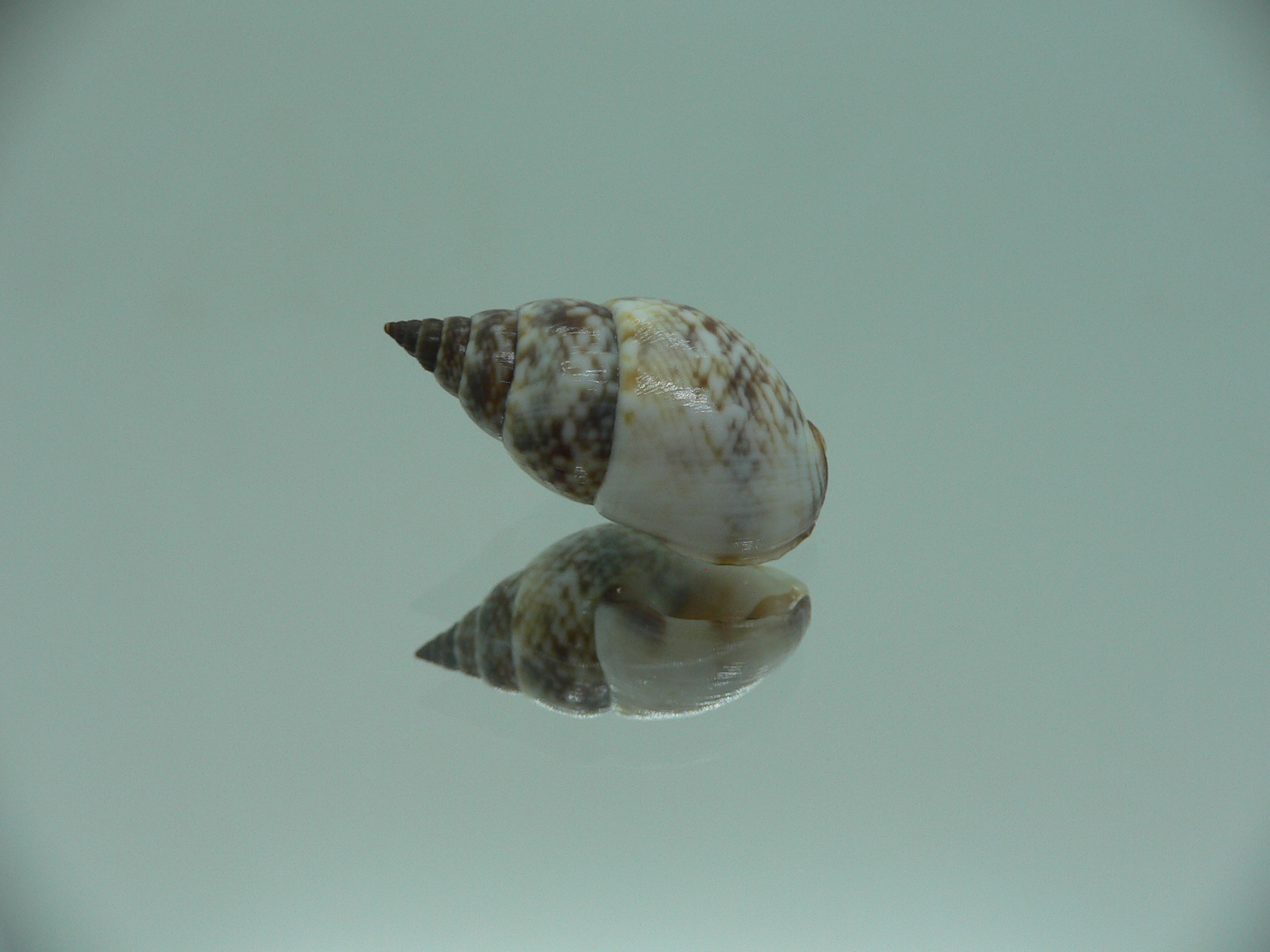 Nassarius gaudiosus BIG