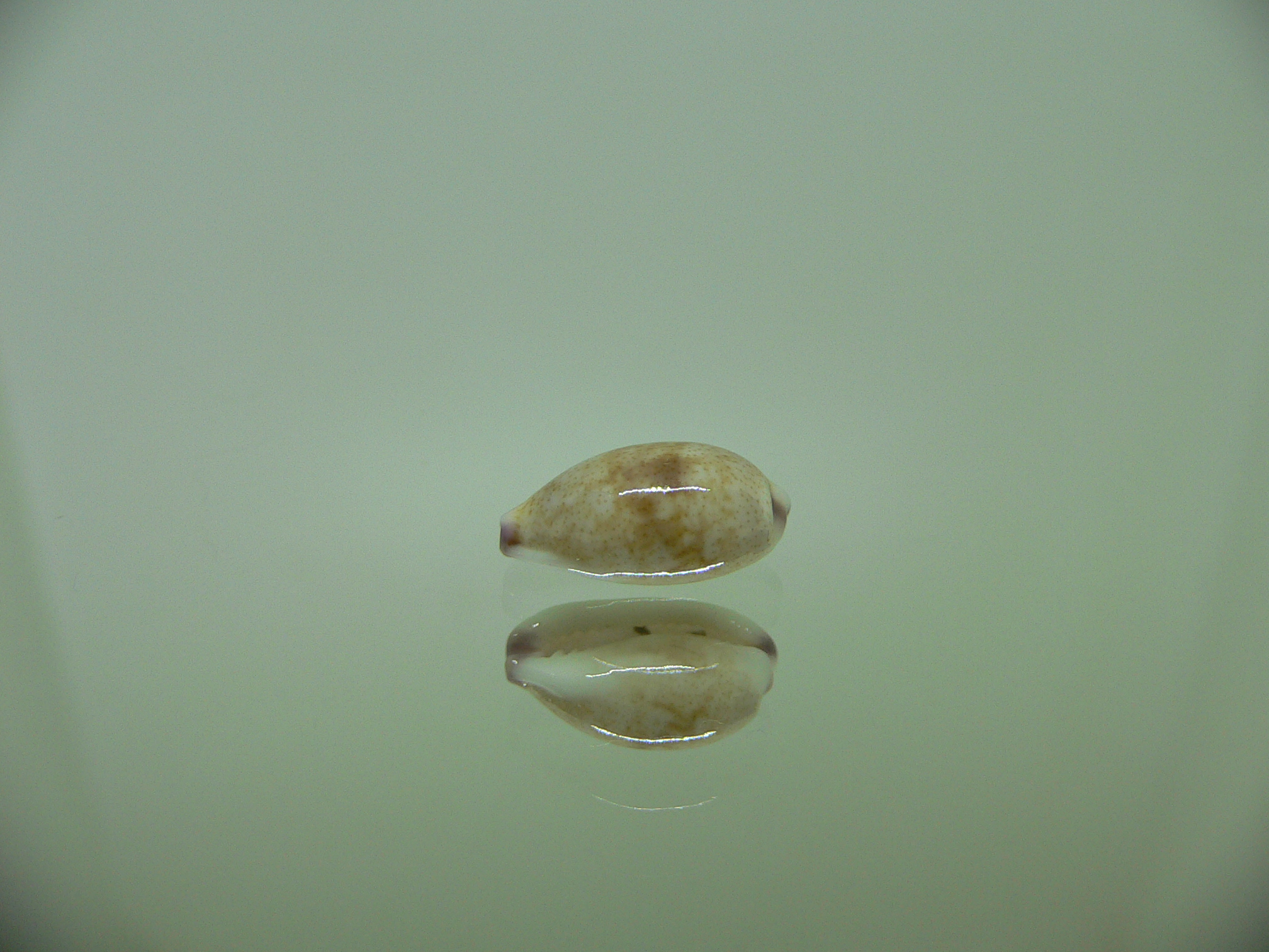 Cypraea fimbriata quasigracilis (var.) DARK