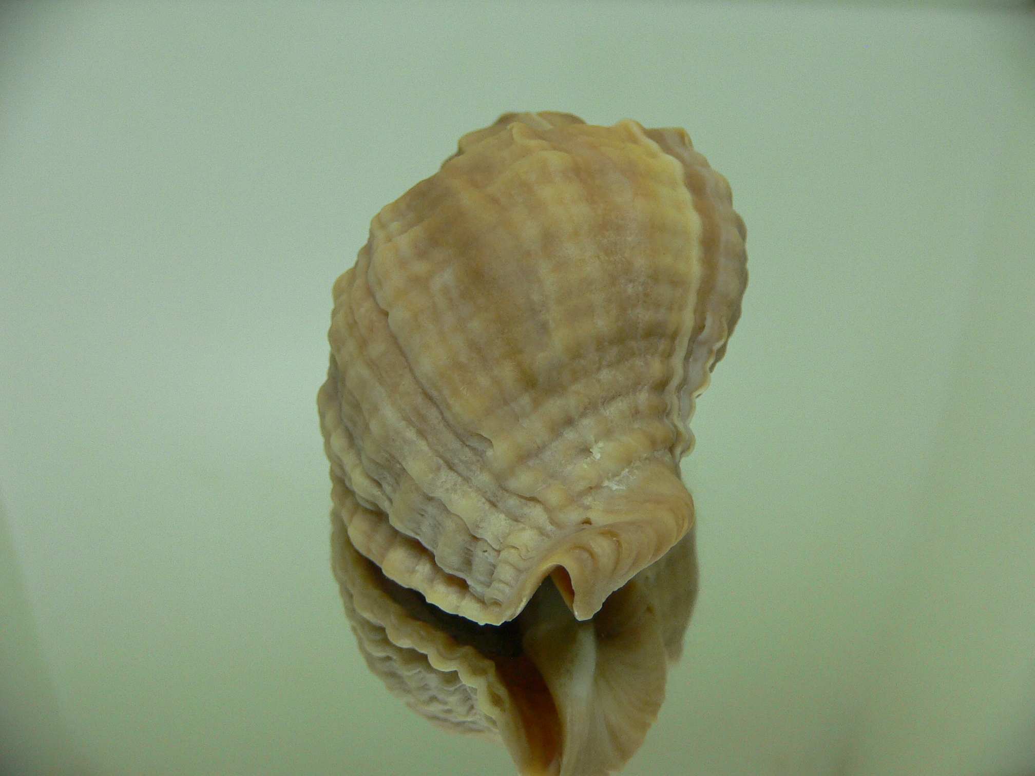 Nucella freycinetii elongata (var.) SMOOTH SHAPE