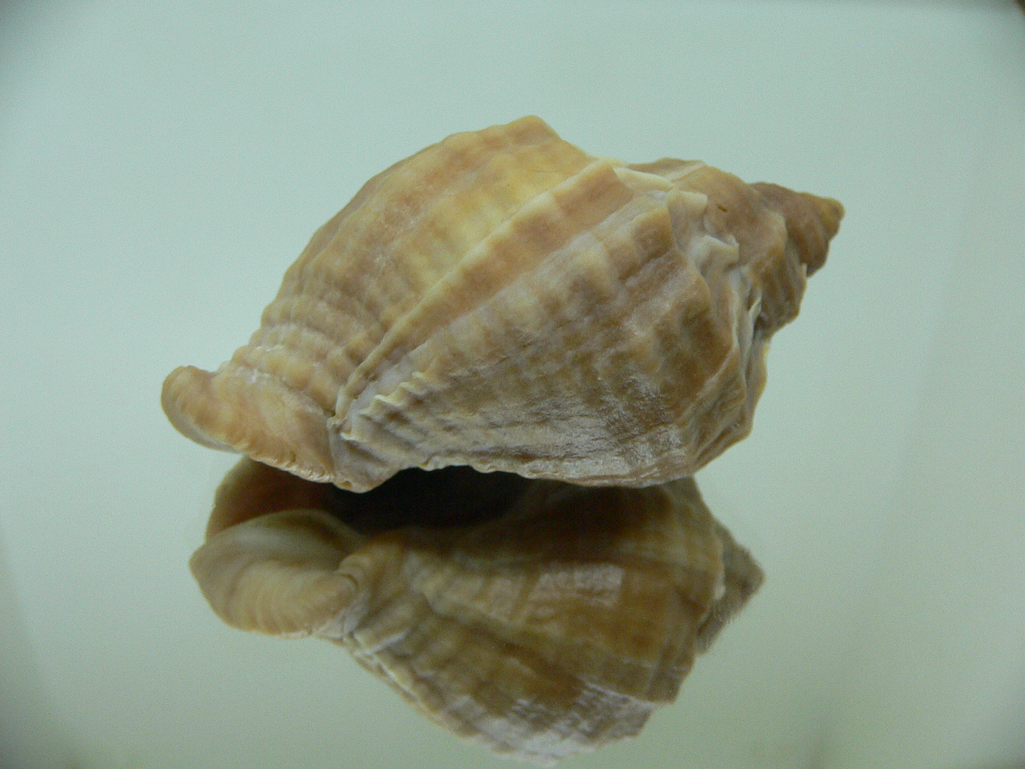 Nucella freycinetii elongata (var.) SMOOTH SHAPE