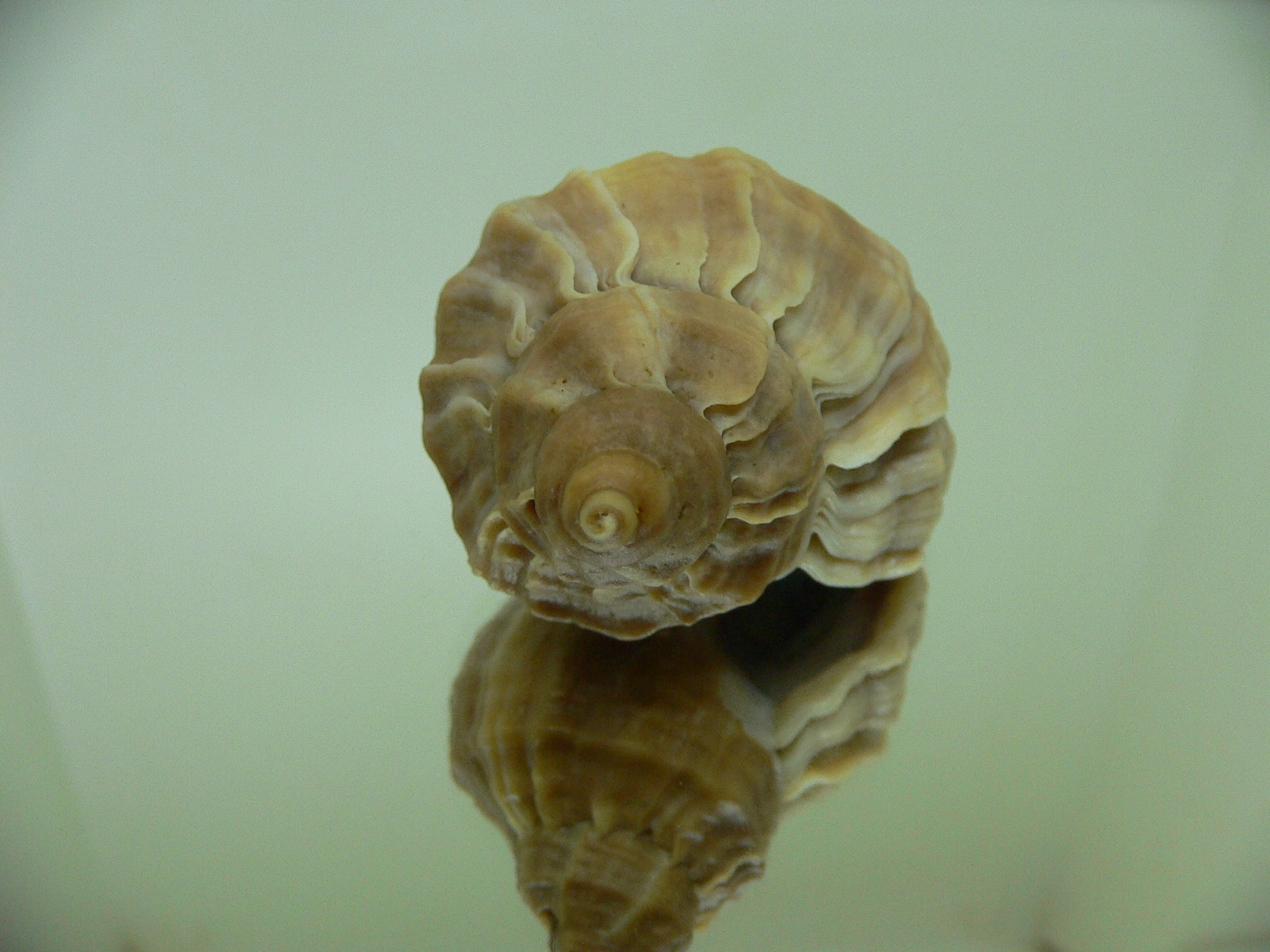 Nucella freycinetii elongata (var.) SMOOTH SHAPE