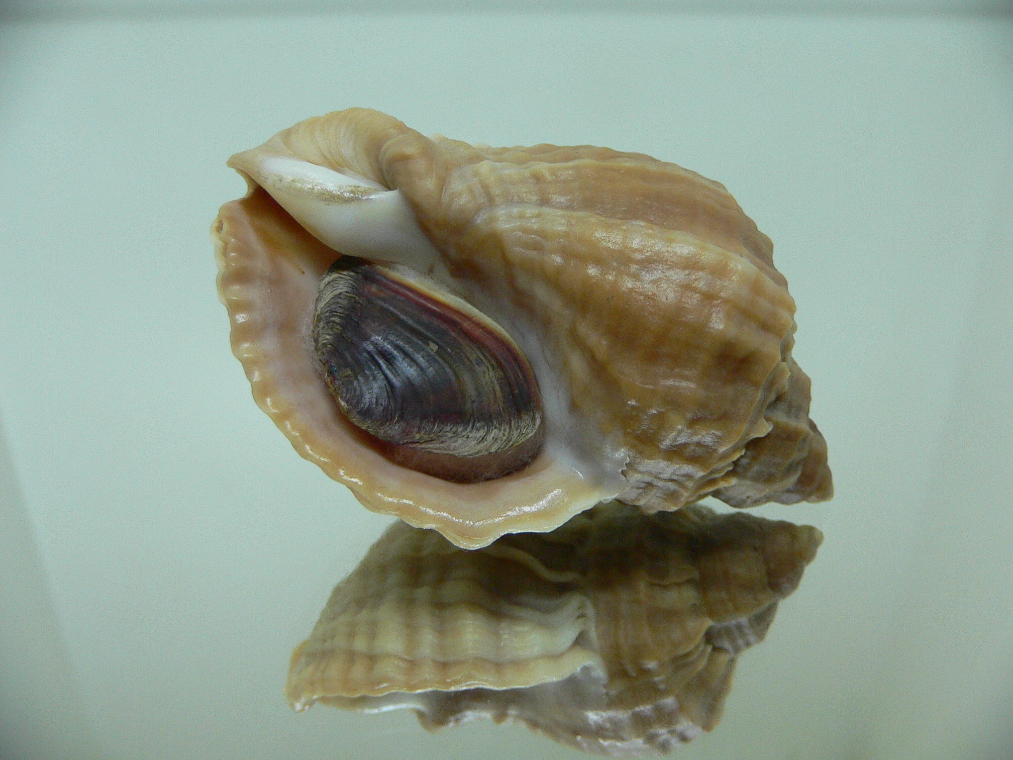 Nucella freycinetii elongata (var.) SMOOTH SHAPE