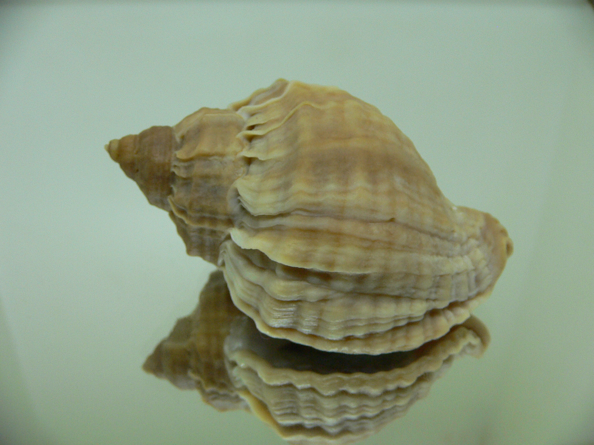 Nucella freycinetii elongata (var.) SMOOTH SHAPE