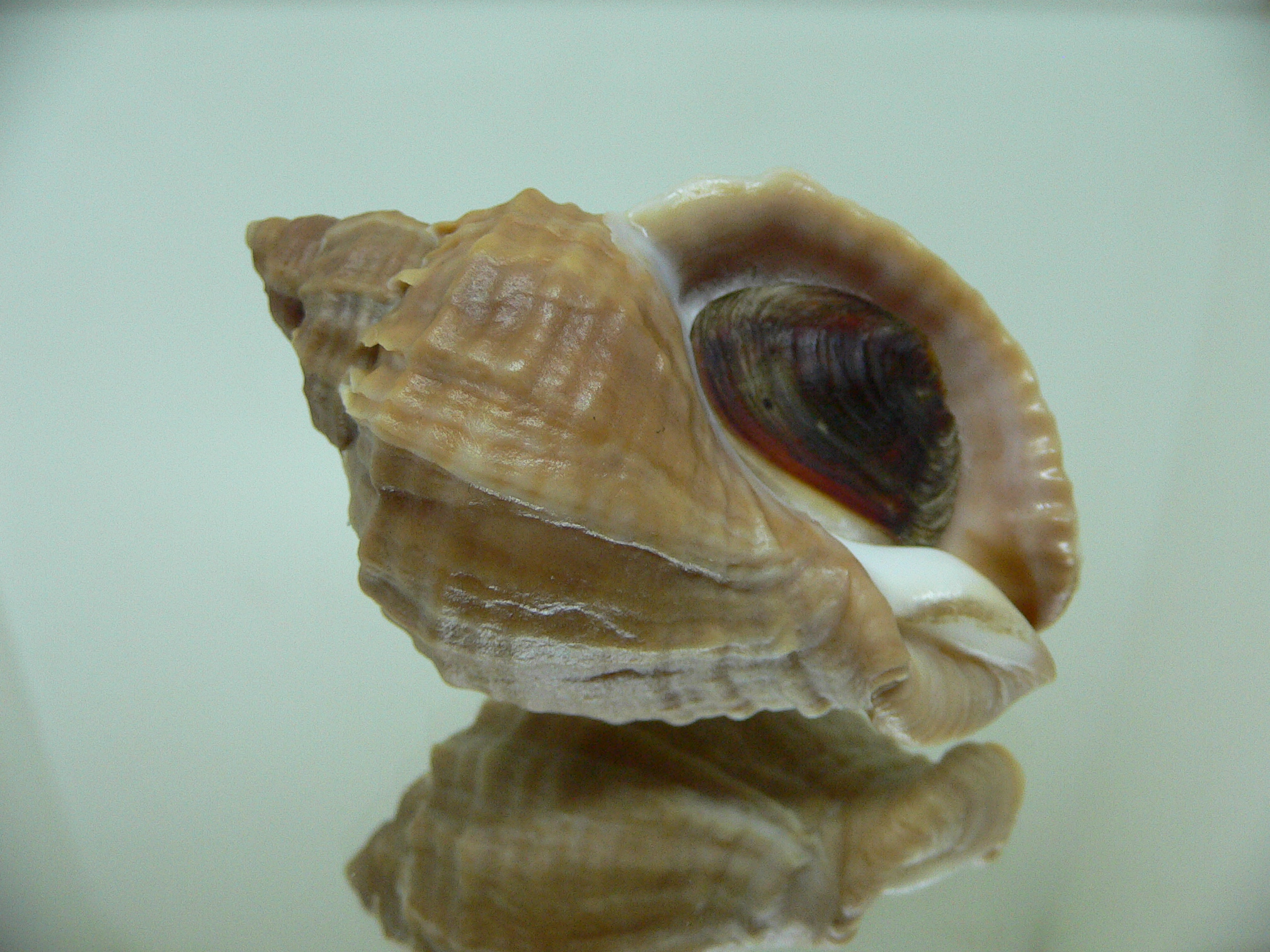 Nucella freycinetii elongata (var.) SMOOTH SHAPE