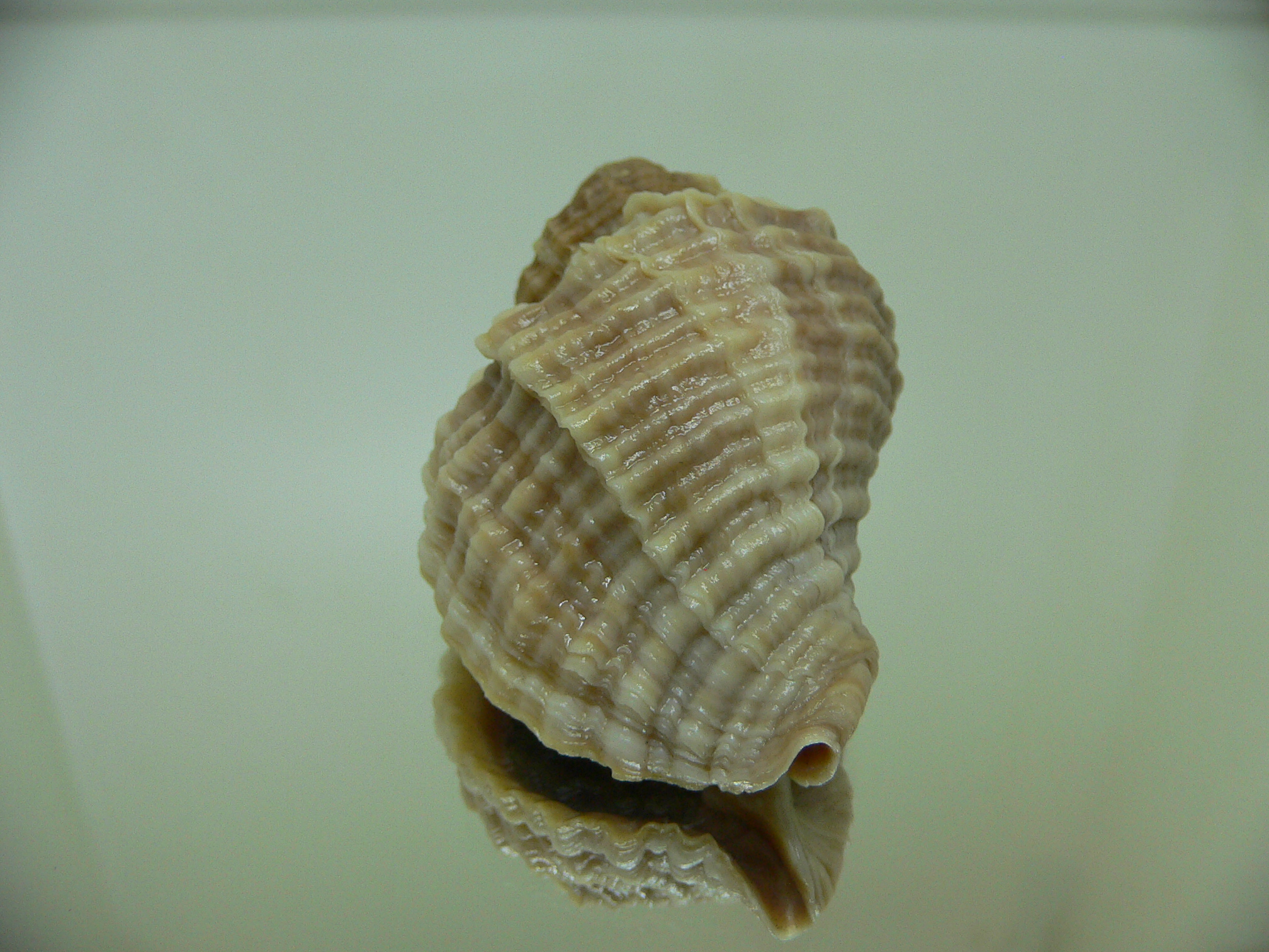 Nucella freycinetii freycinetii STRIPED & KEEL