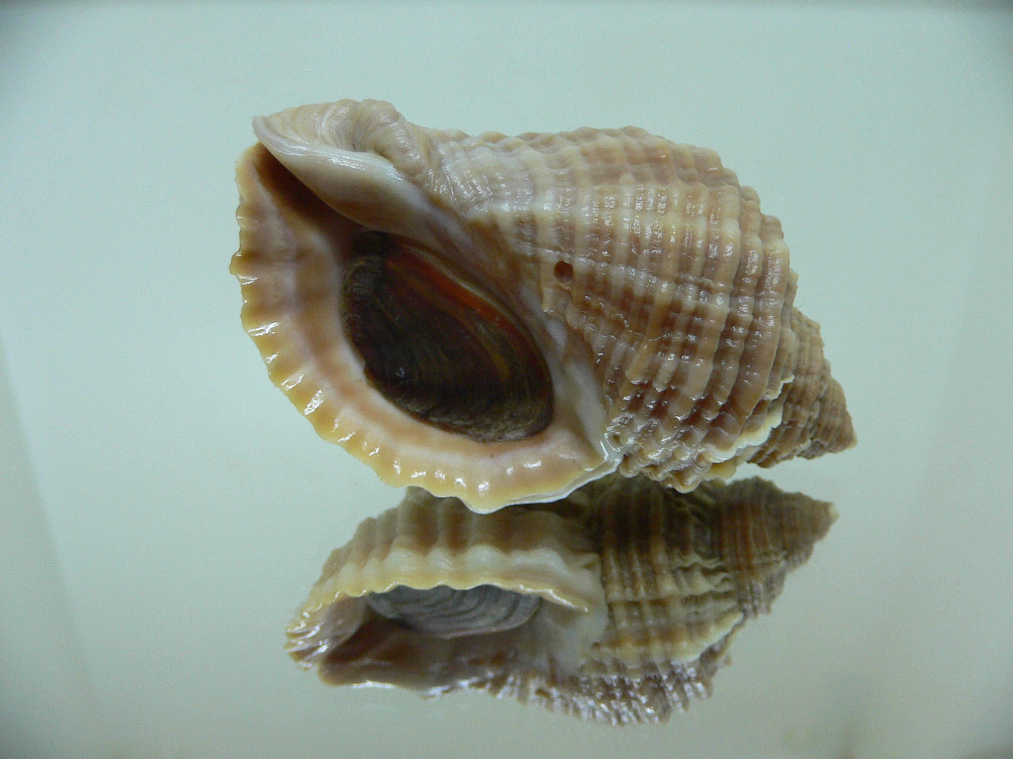 Nucella freycinetii freycinetii STRIPED & KEEL