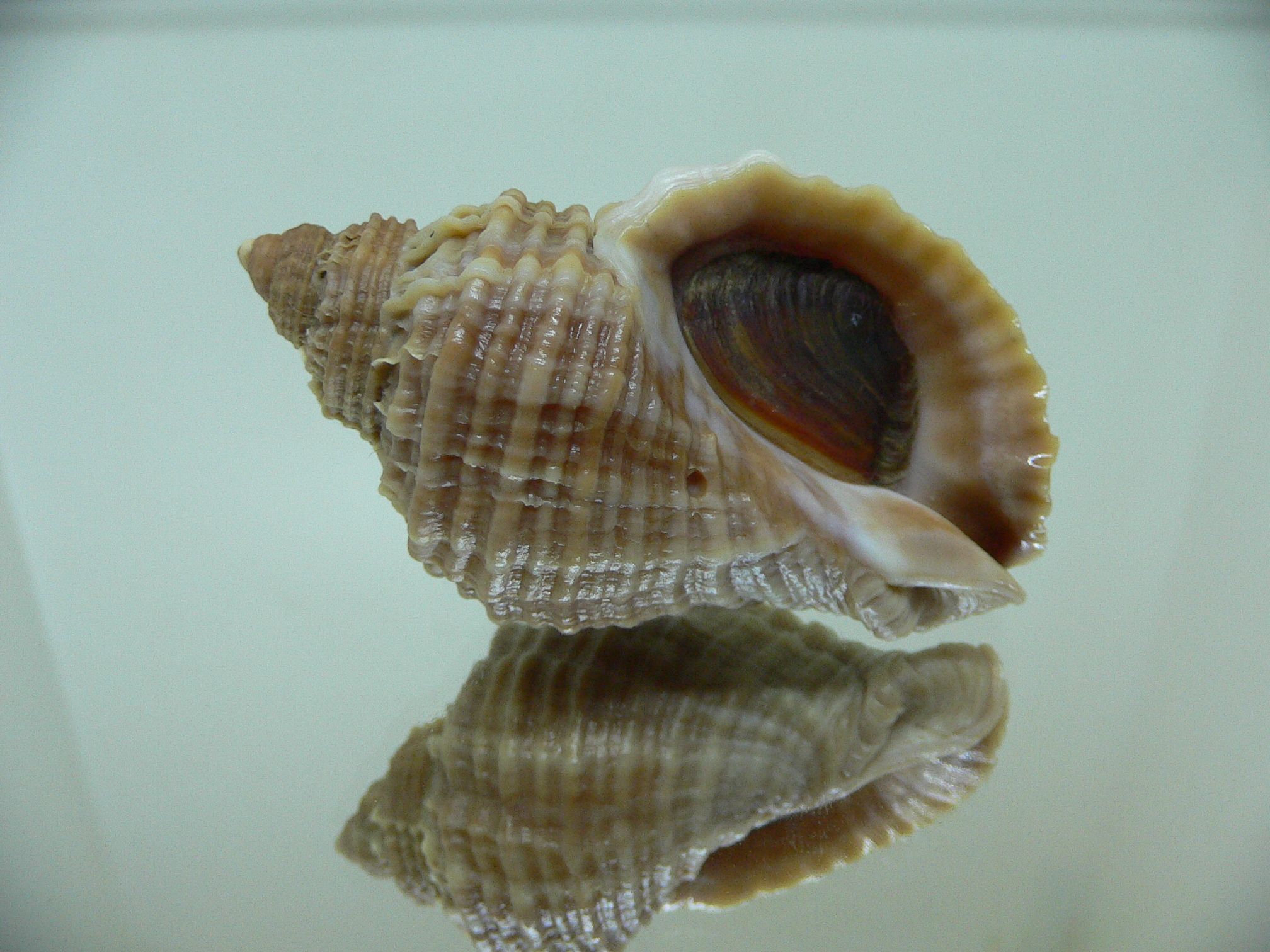 Nucella freycinetii freycinetii STRIPED & KEEL